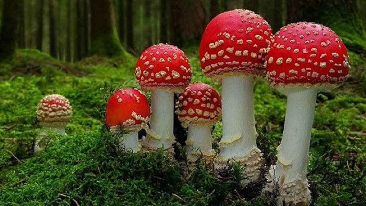 Fantastic Fungi scene photo