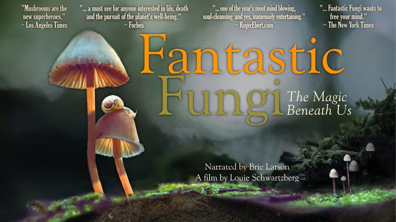 Fantastic Fungi scene photo