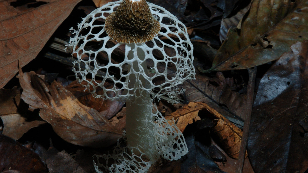 Fantastic Fungi scene photo
