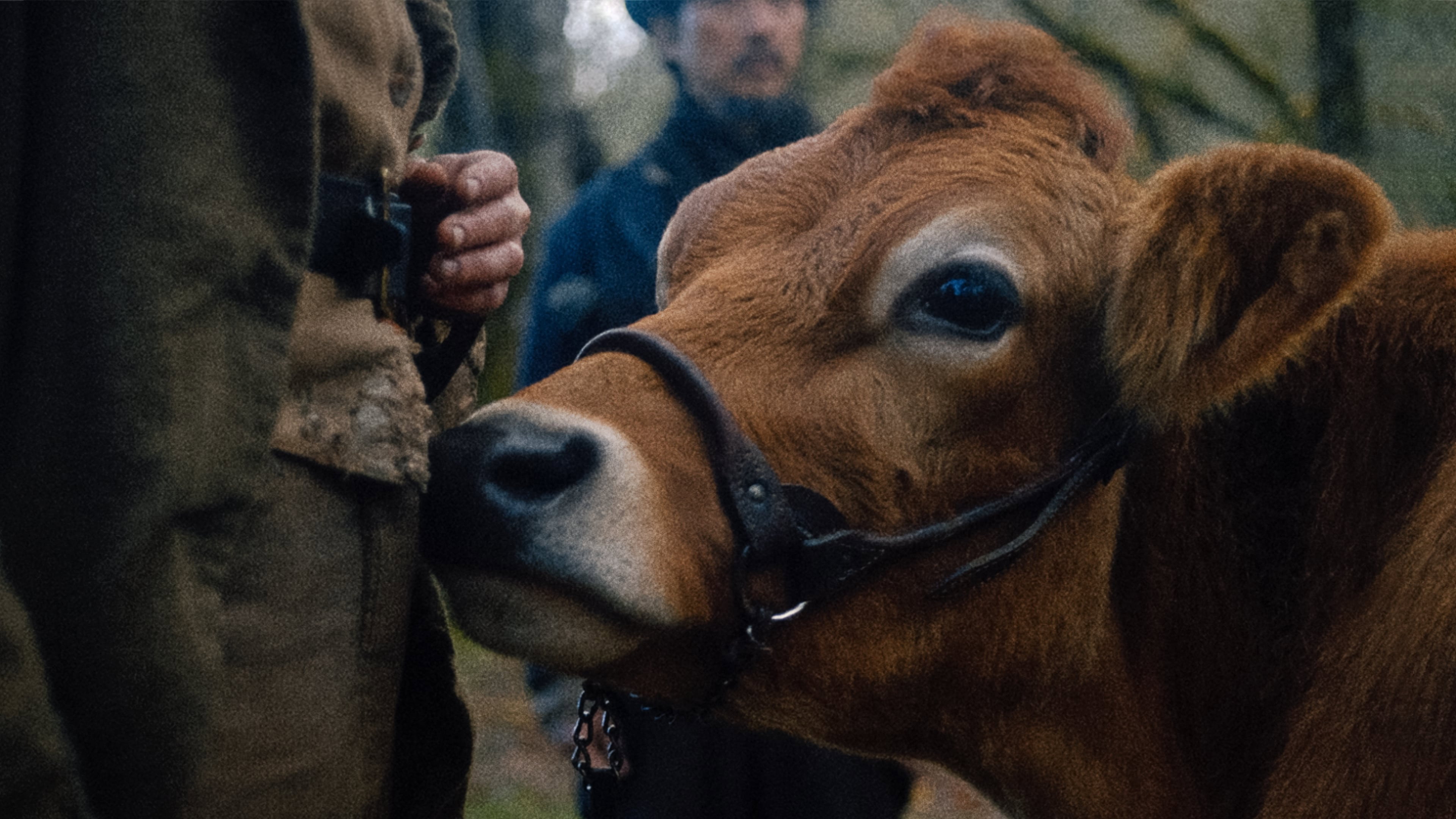 First Cow scene photo