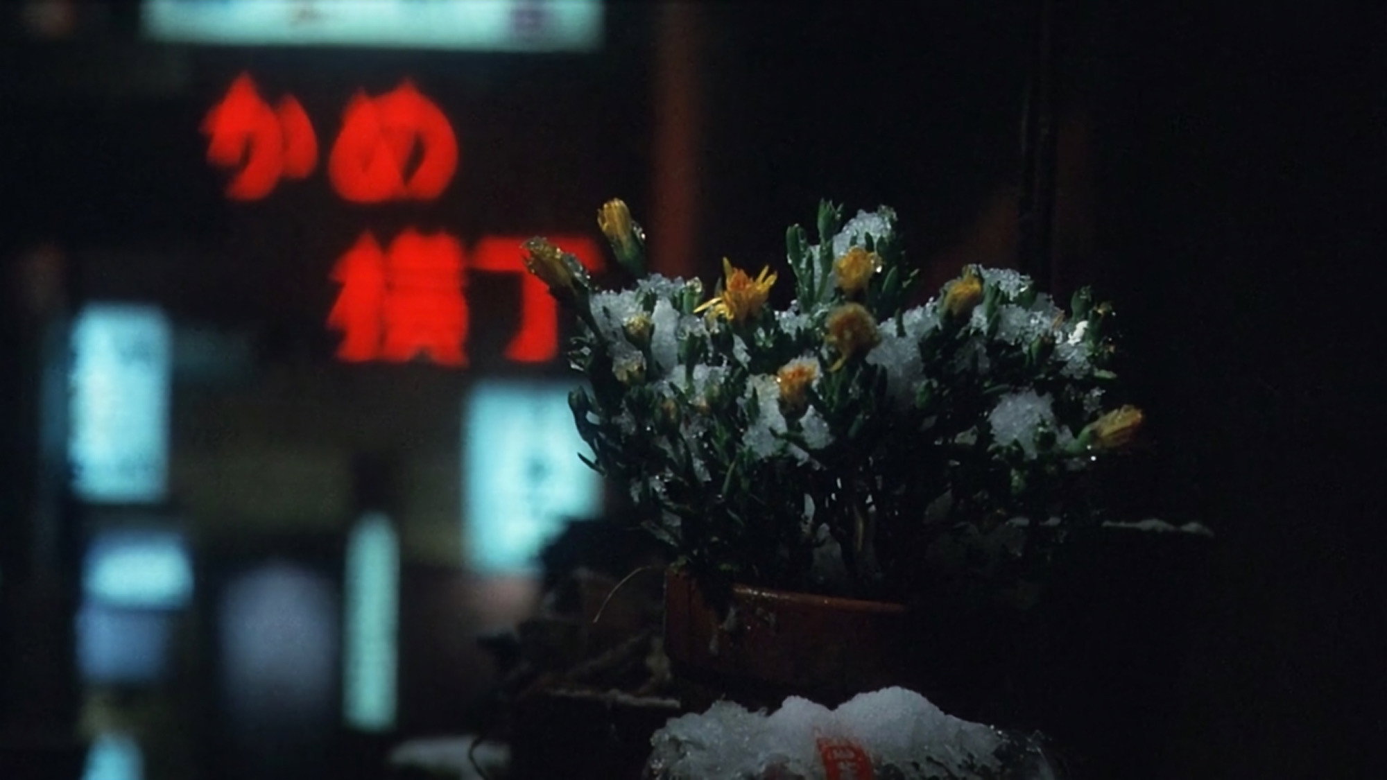 Fuyu no hana scene photo