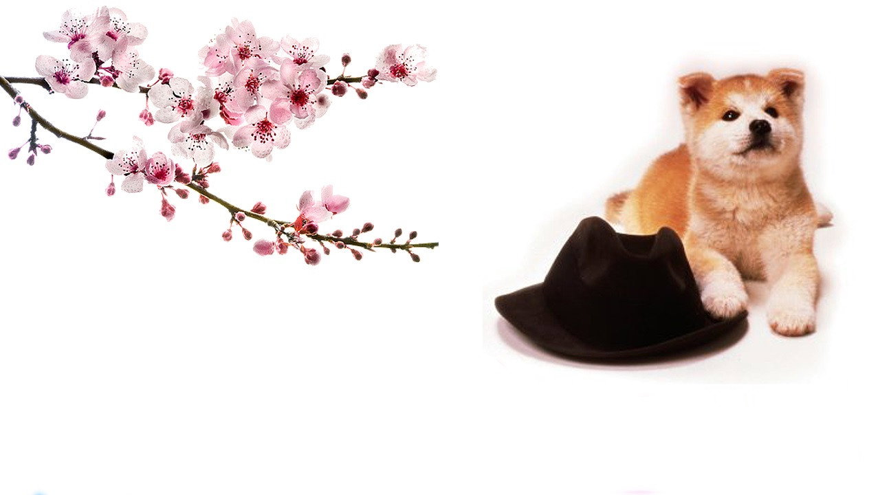 Hachikô monogatari scene photo