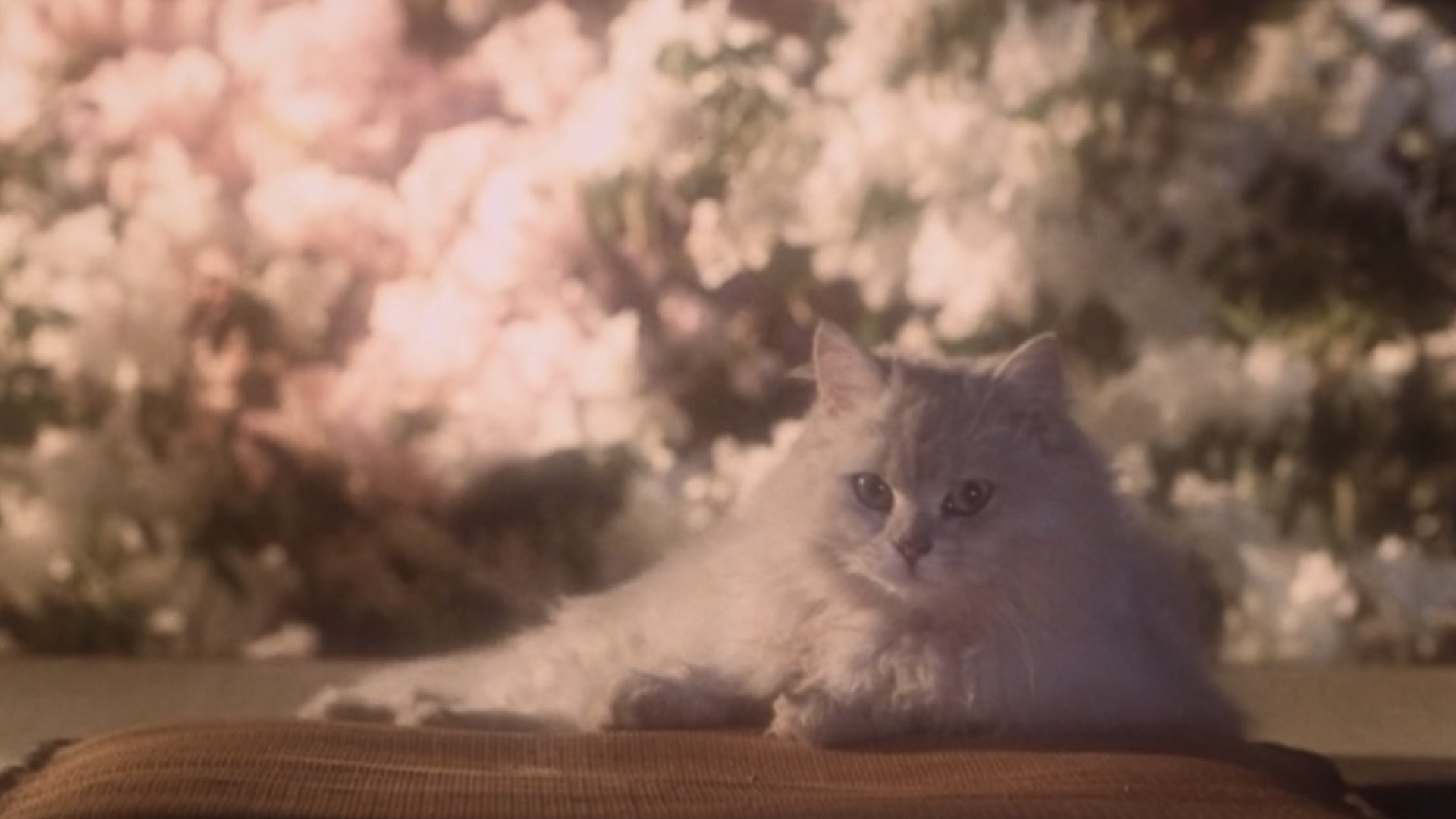 Hausu scene photo