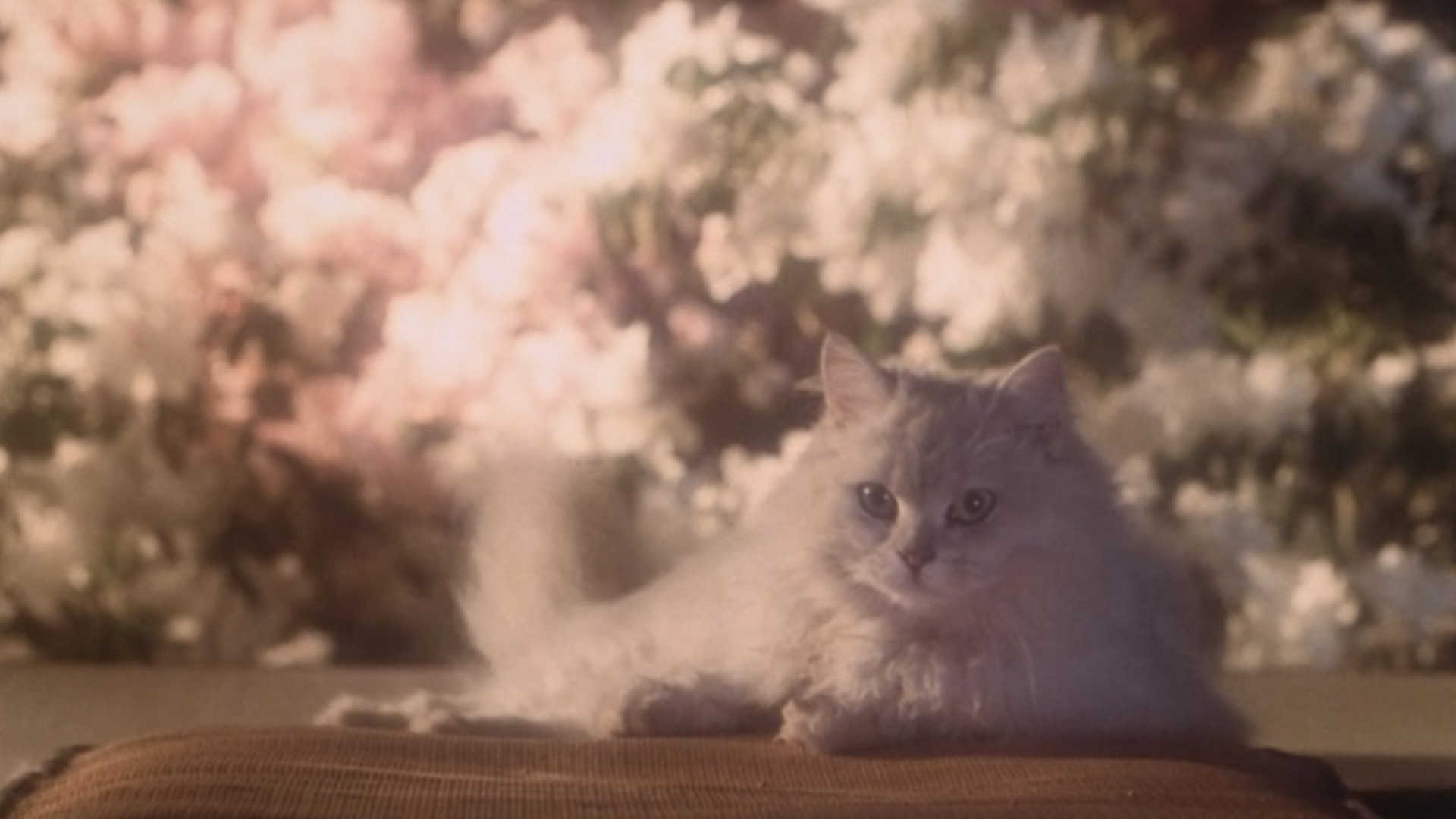 Hausu scene photo
