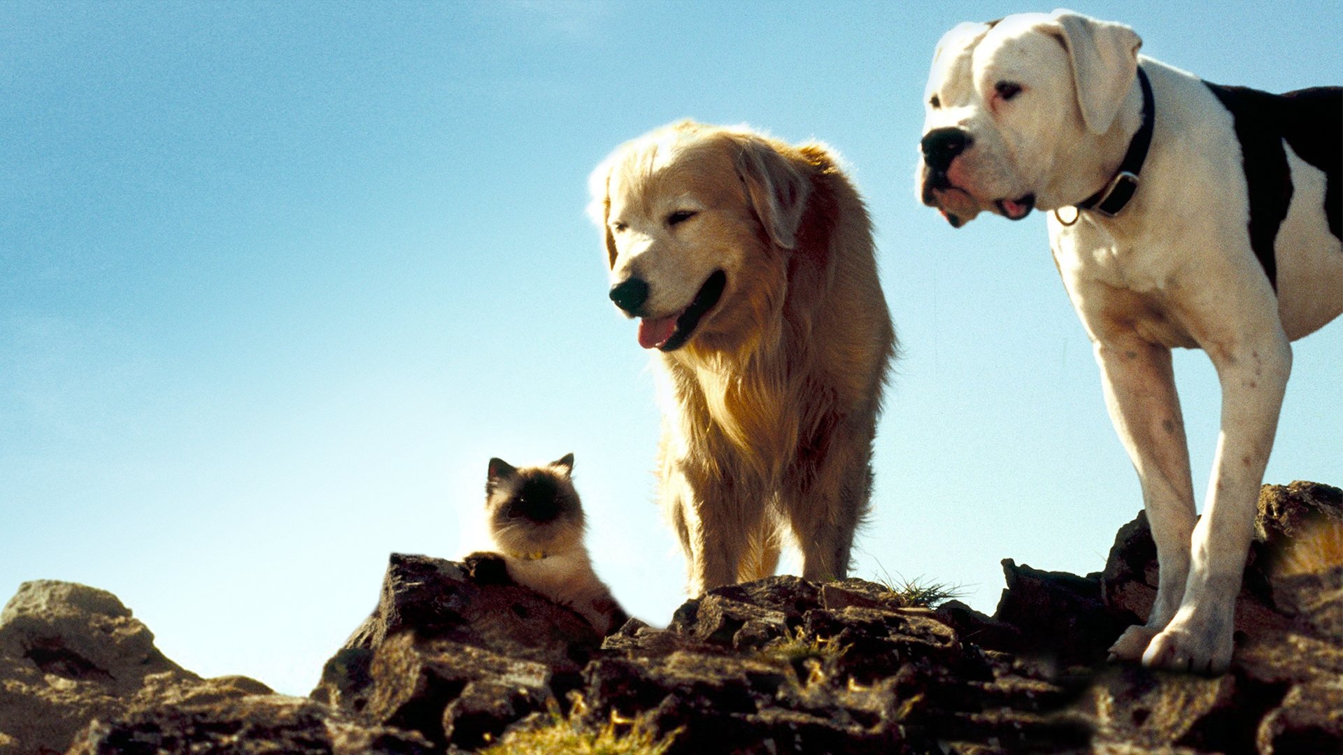 Homeward Bound: The Incredible Journey scene photo