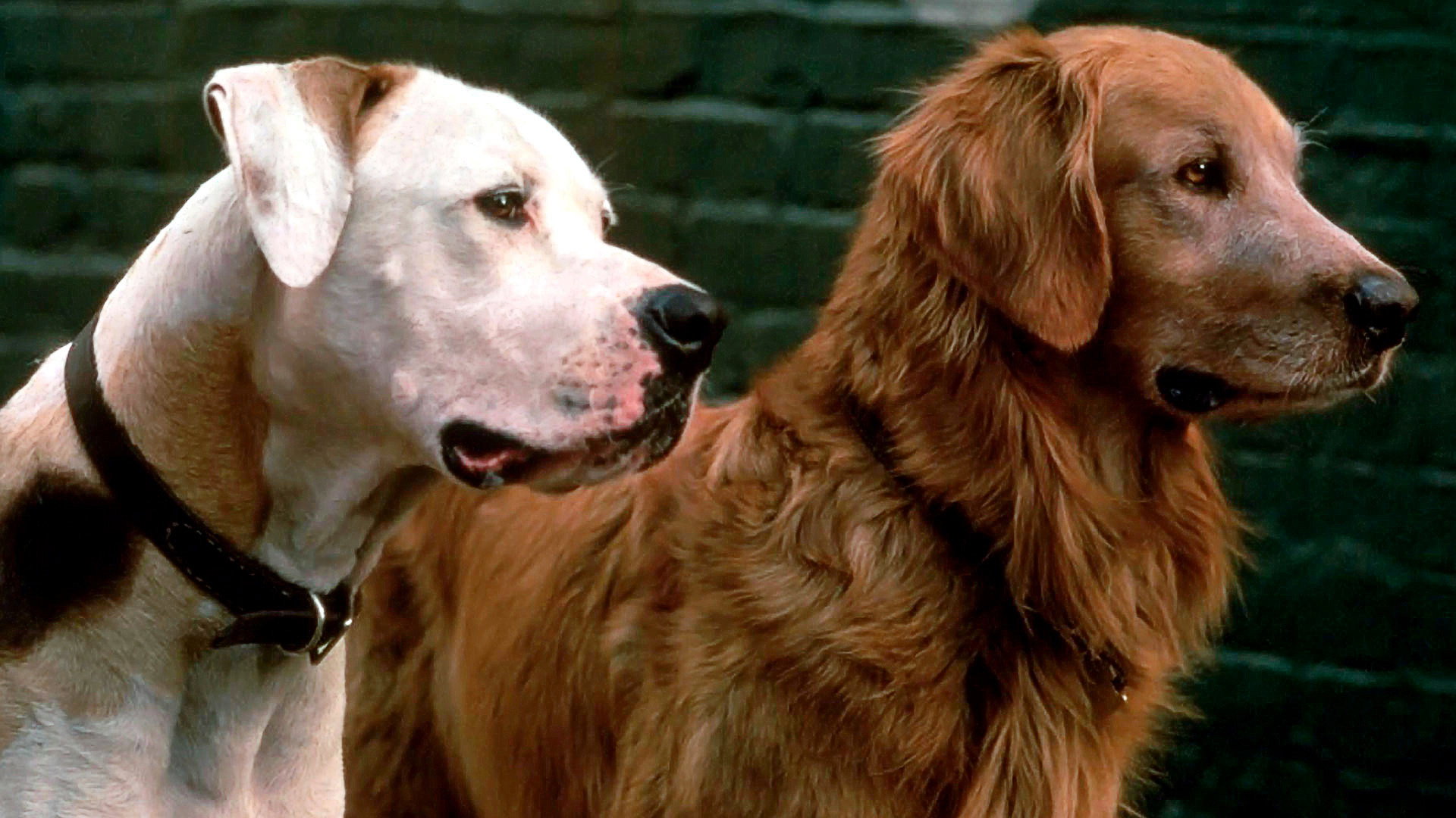 Homeward Bound: The Incredible Journey scene photo