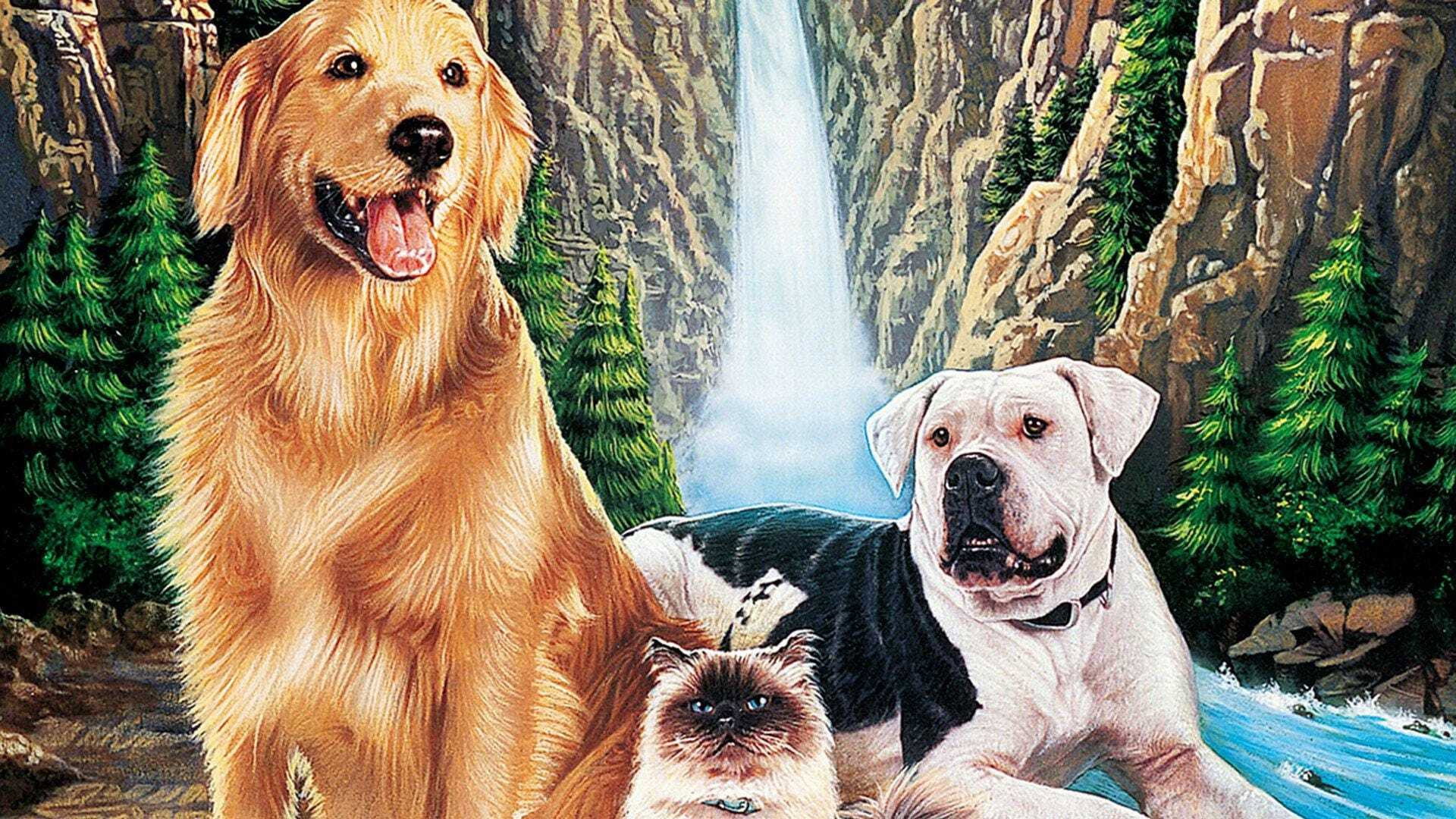 Homeward Bound: The Incredible Journey scene photo
