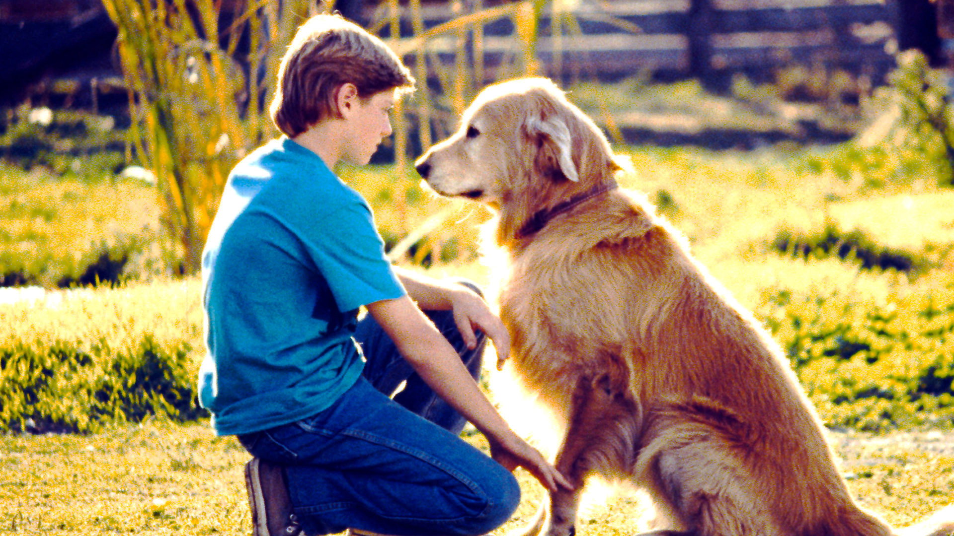 Homeward Bound: The Incredible Journey scene photo