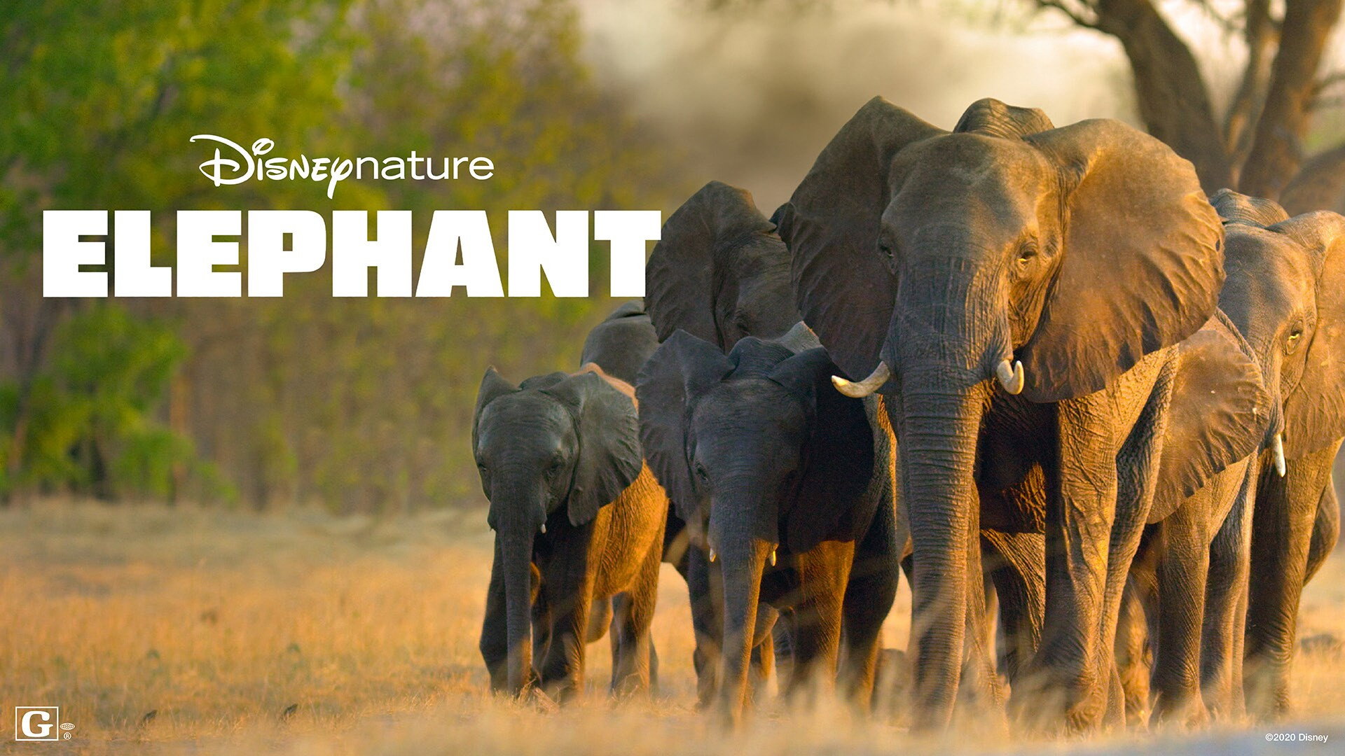 In the Footsteps of Elephant scene photo