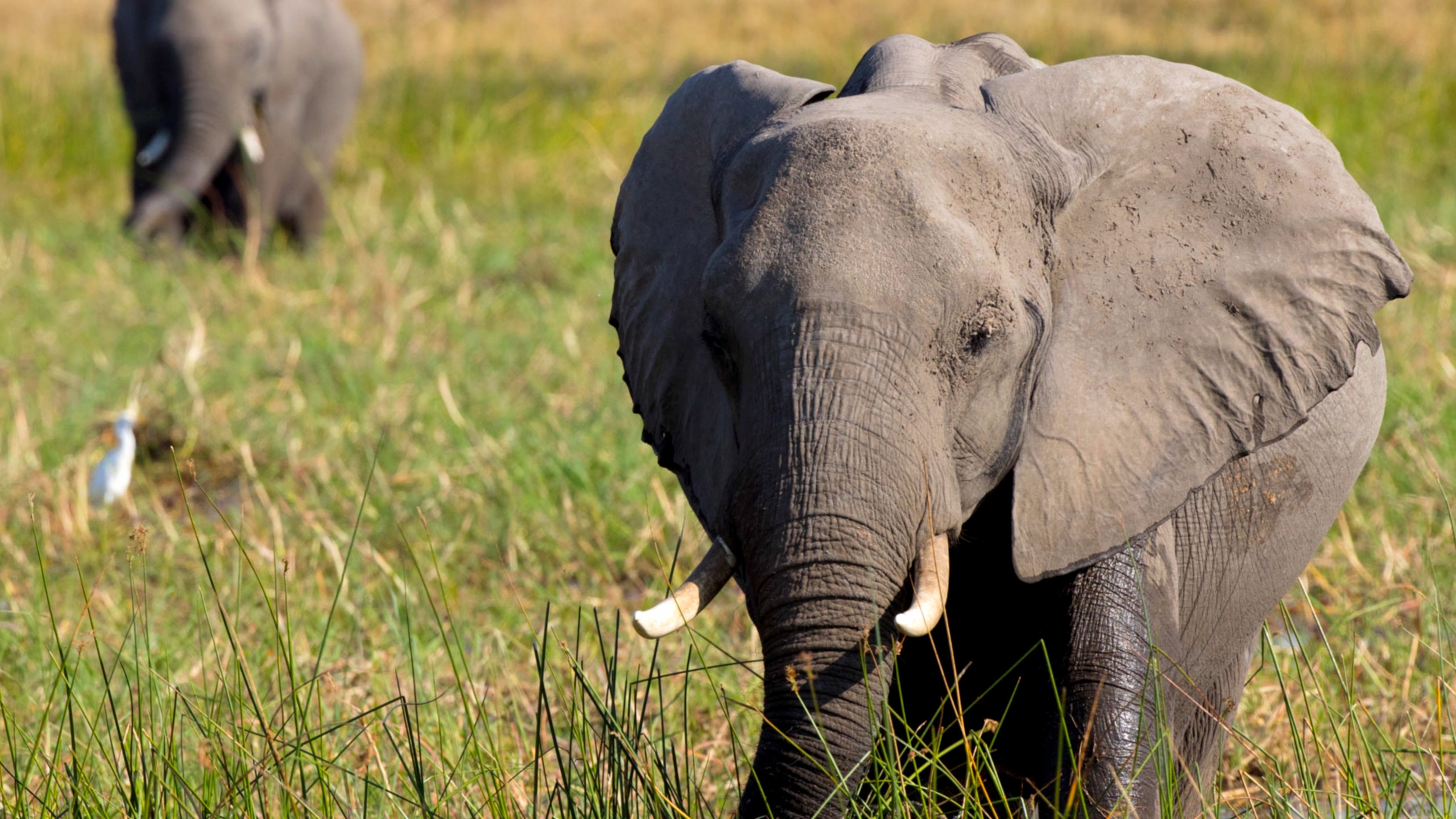In the Footsteps of Elephant scene photo