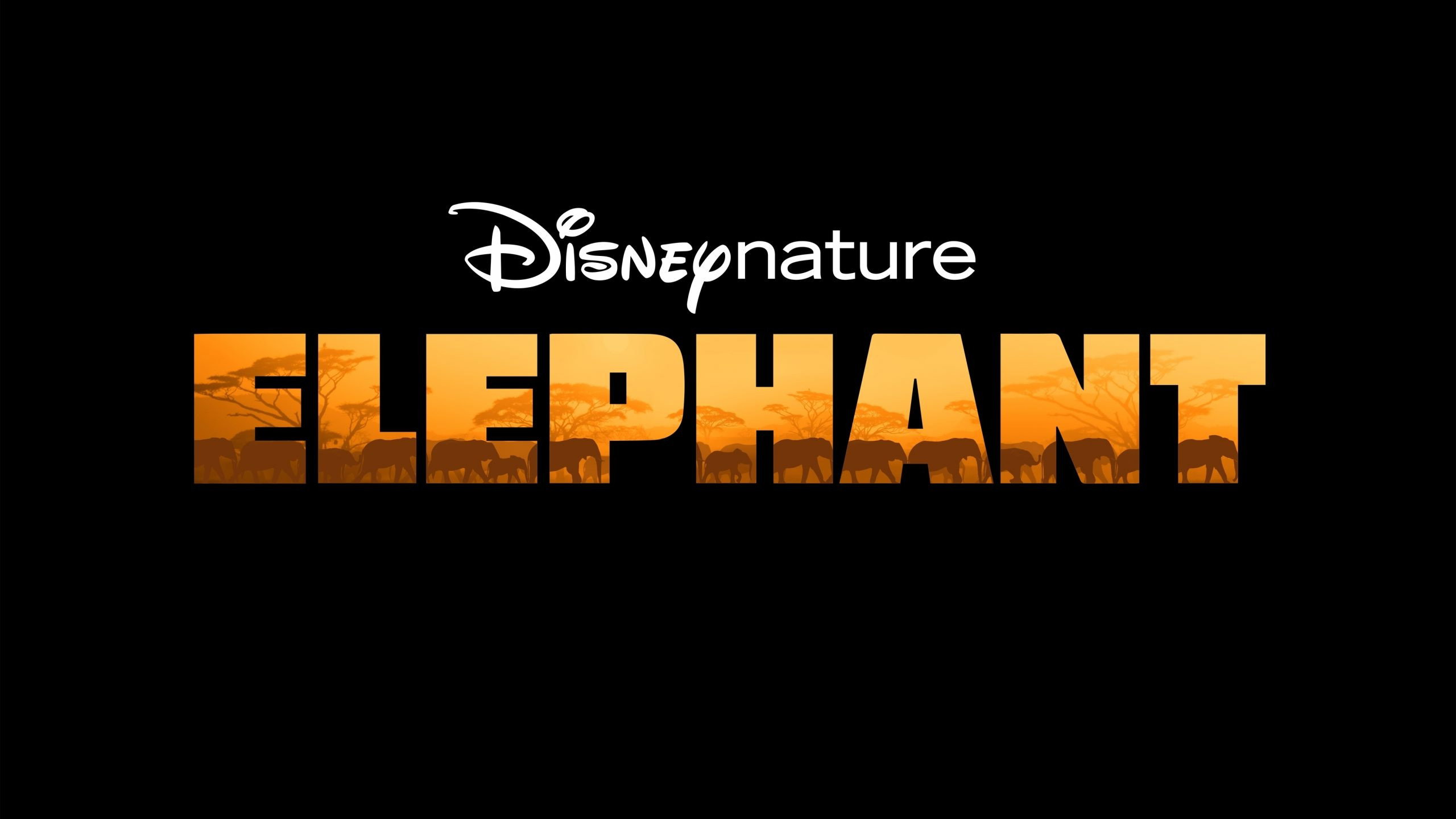 In the Footsteps of Elephant scene photo