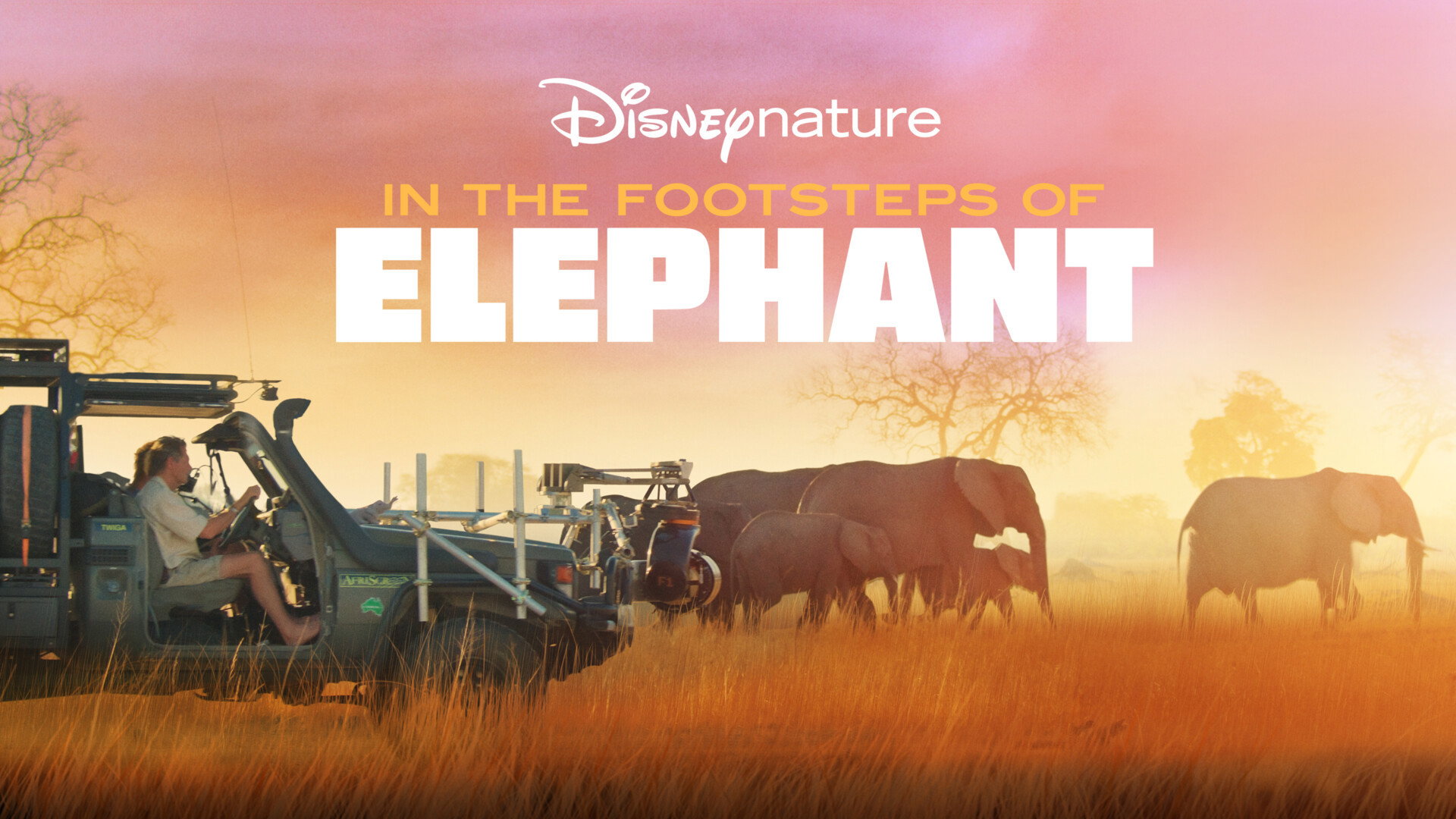 In the Footsteps of Elephant scene photo