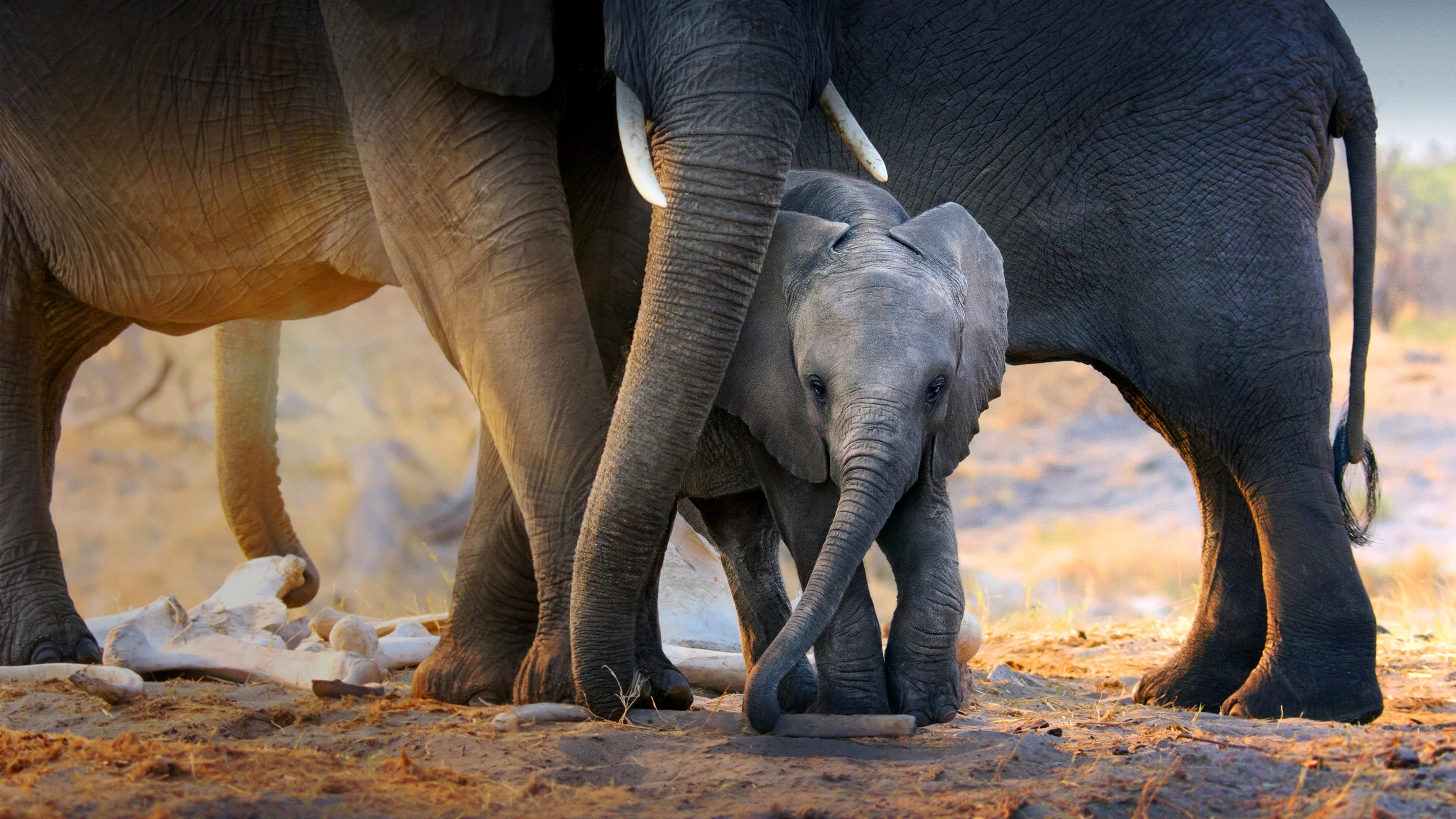 In the Footsteps of Elephant scene photo