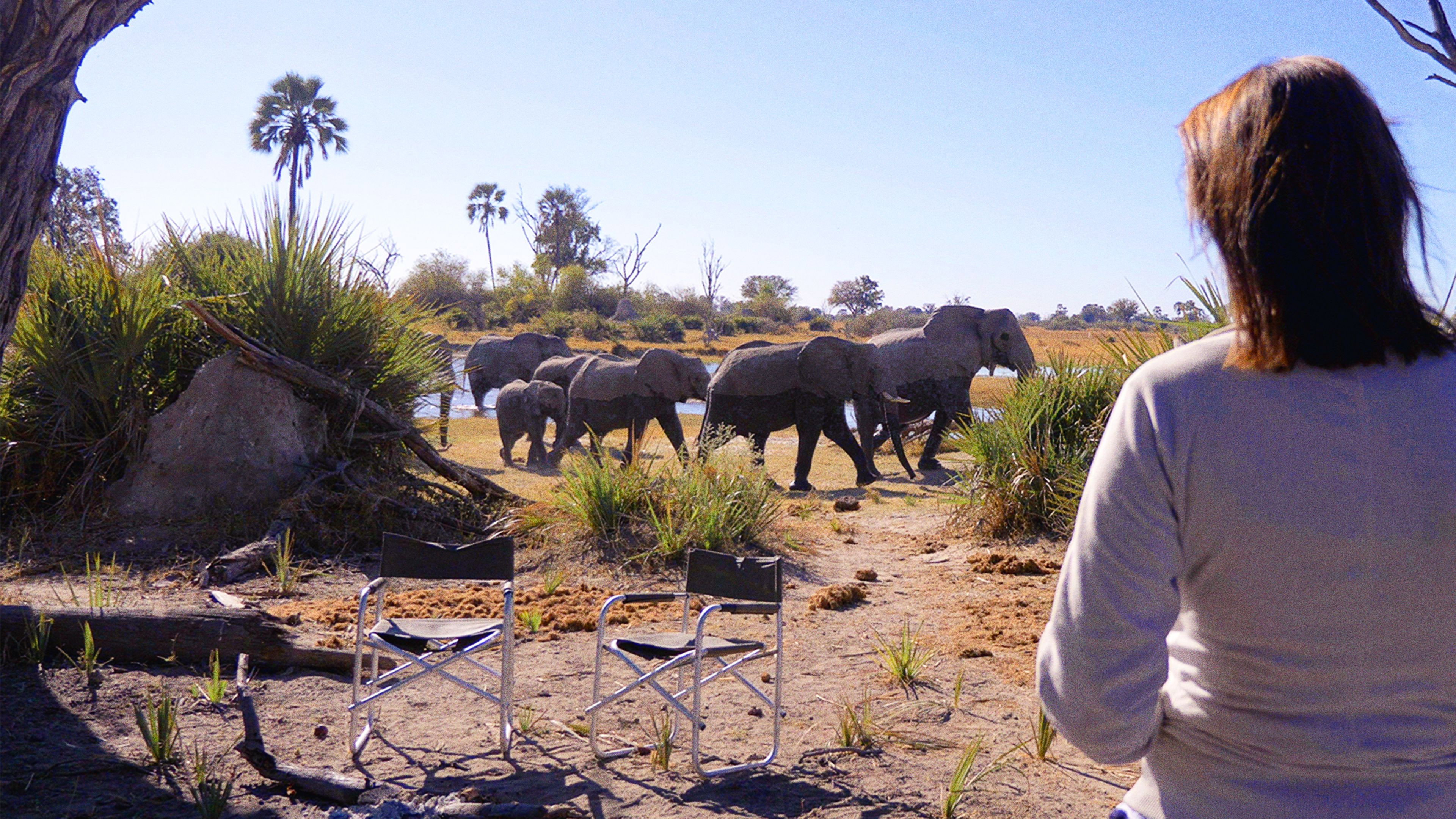 In the Footsteps of Elephant scene photo