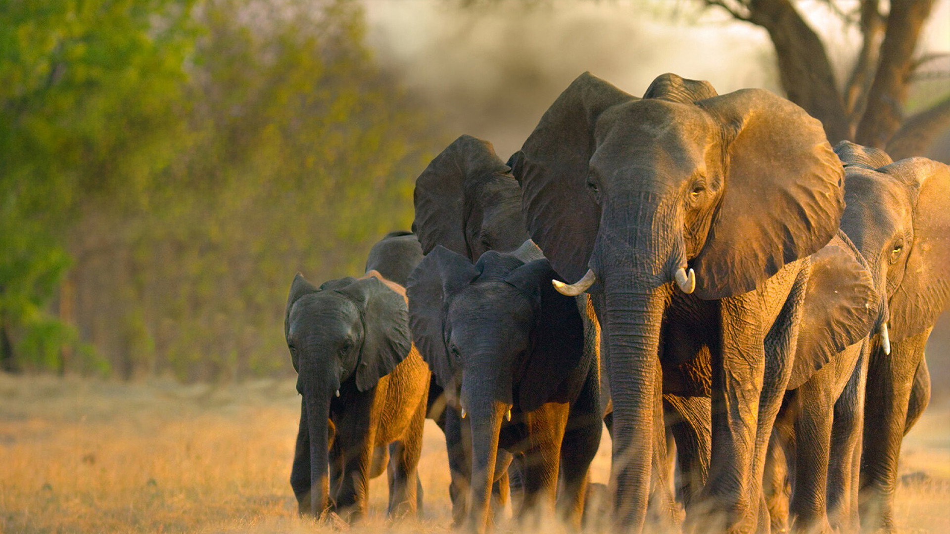 In the Footsteps of Elephant scene photo