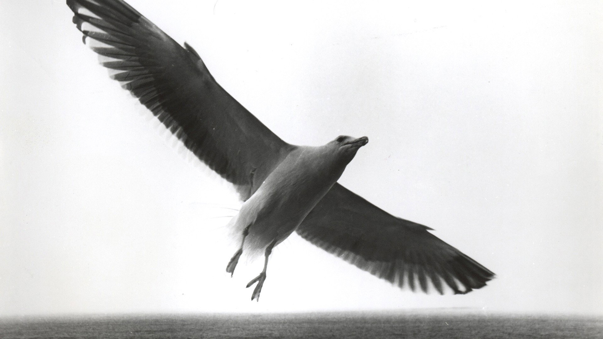Jonathan Livingston Seagull scene photo