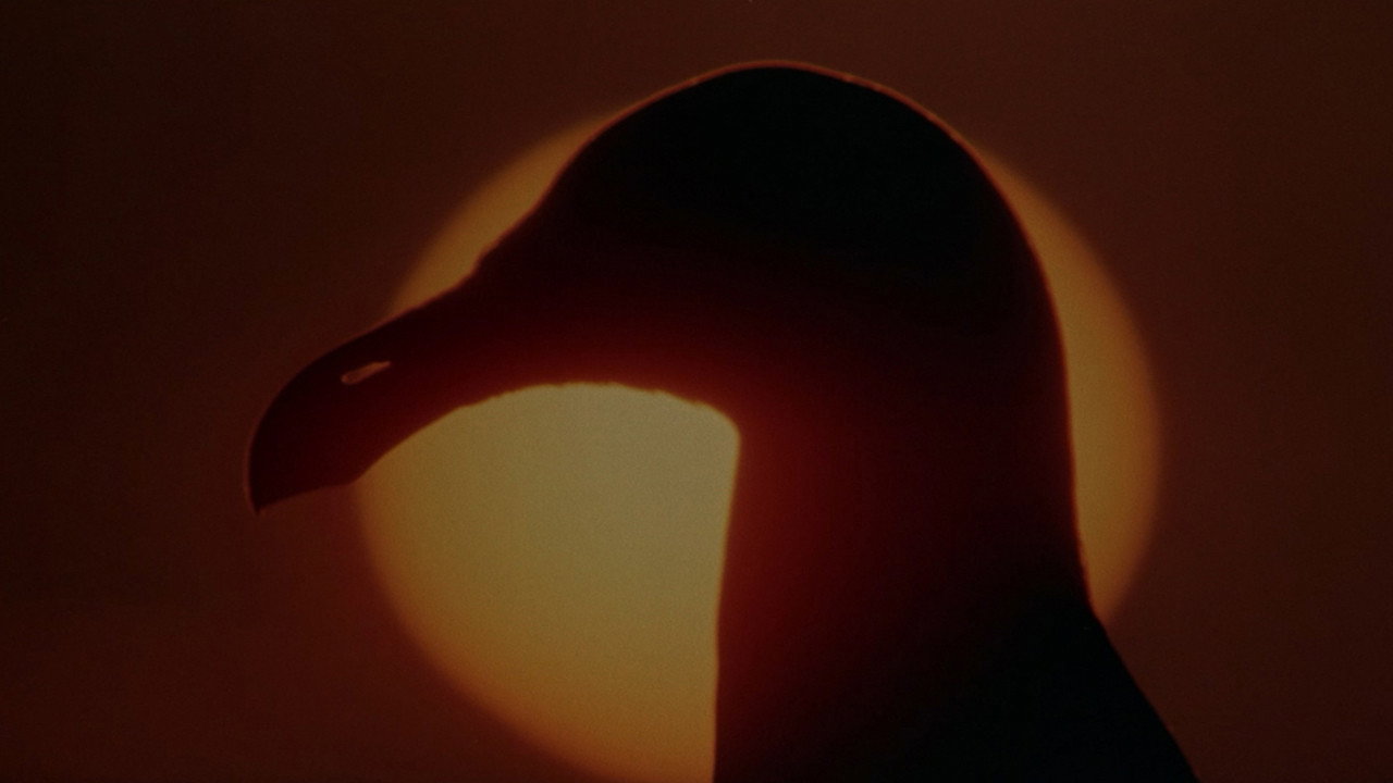 Jonathan Livingston Seagull scene photo