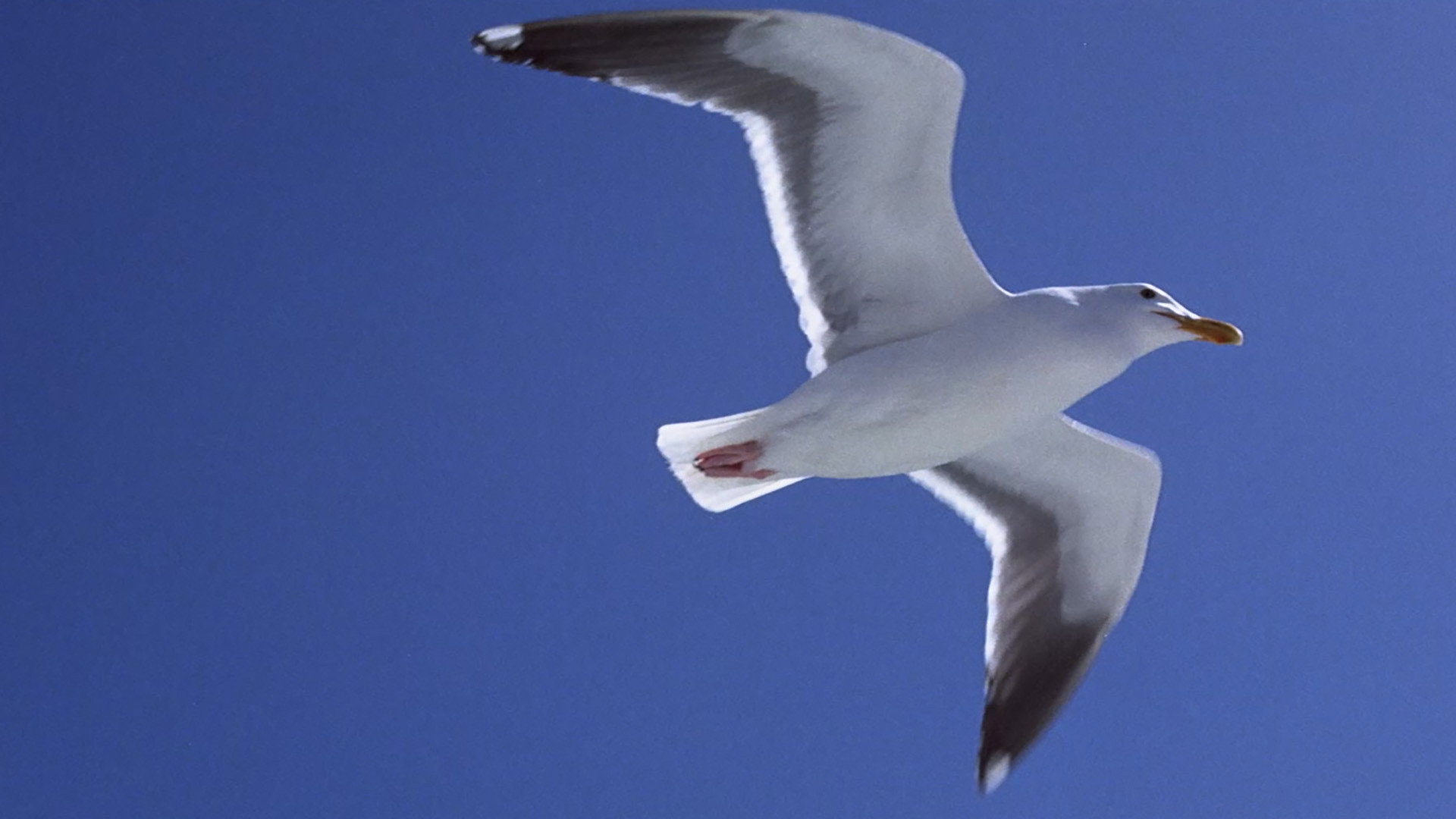 Jonathan Livingston Seagull scene photo