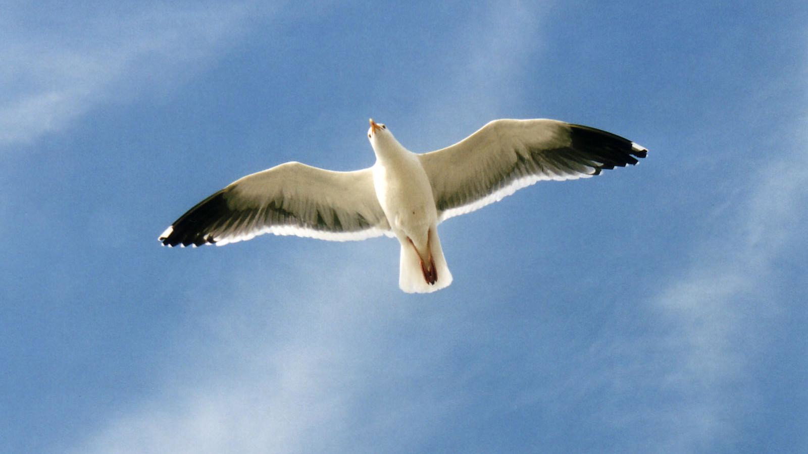Jonathan Livingston Seagull scene photo