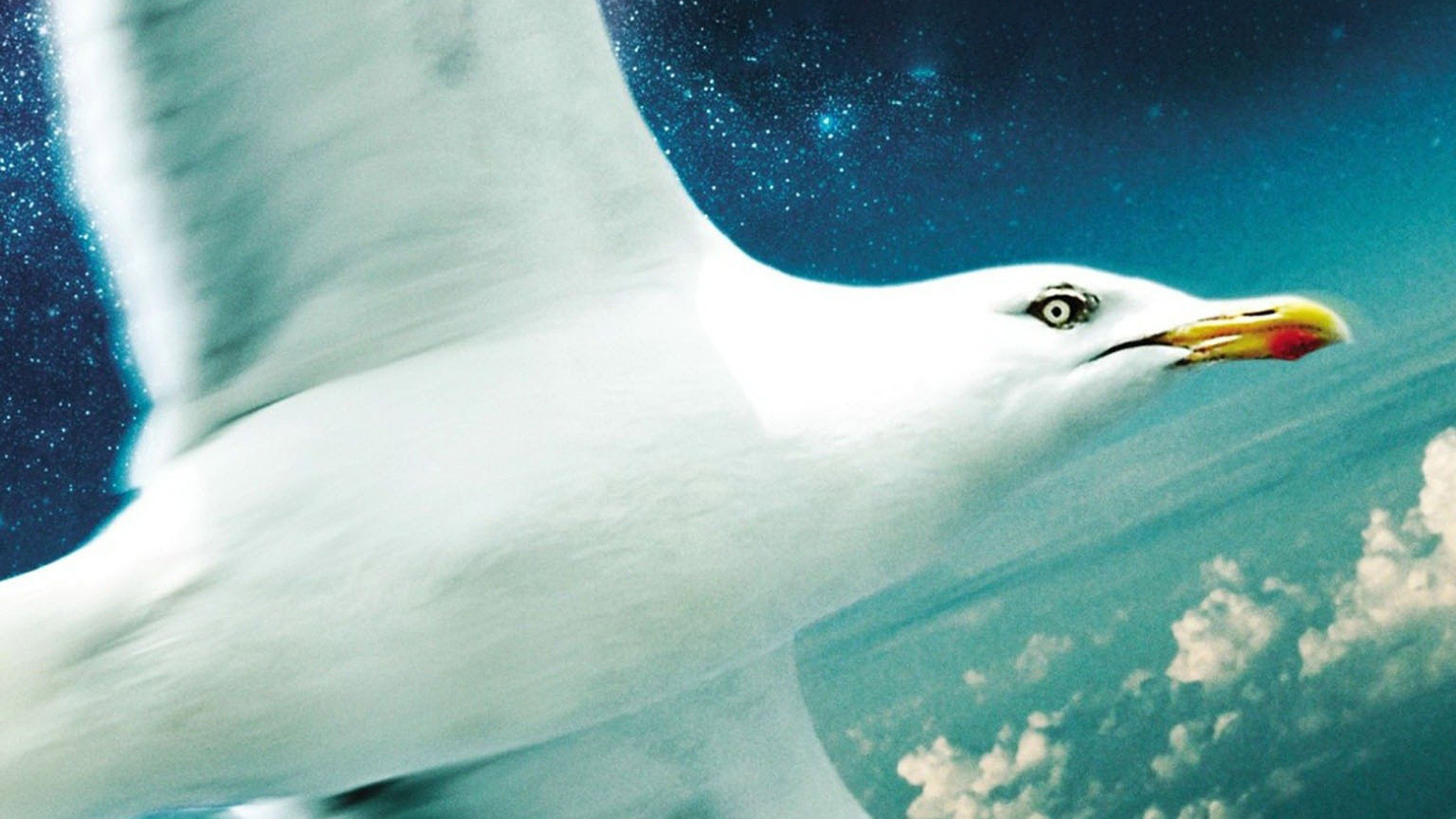 Jonathan Livingston Seagull scene photo