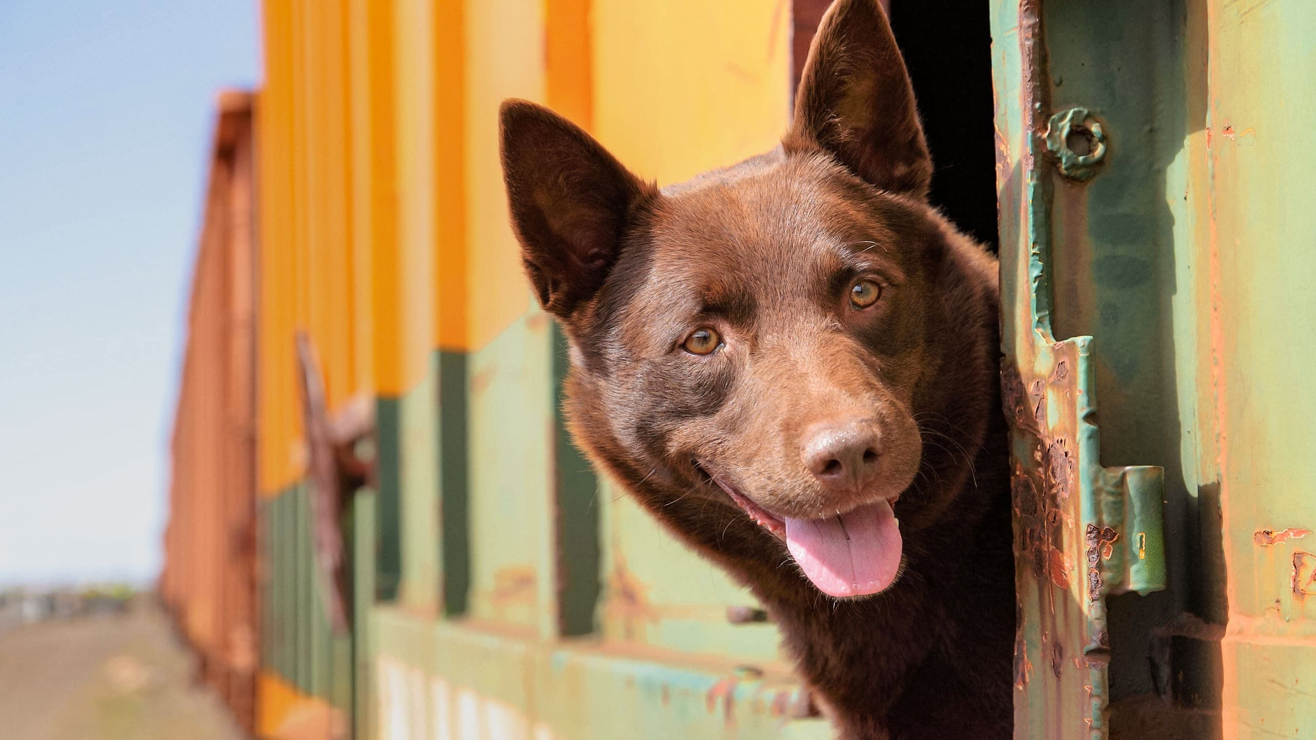 Koko: A Red Dog Story scene photo