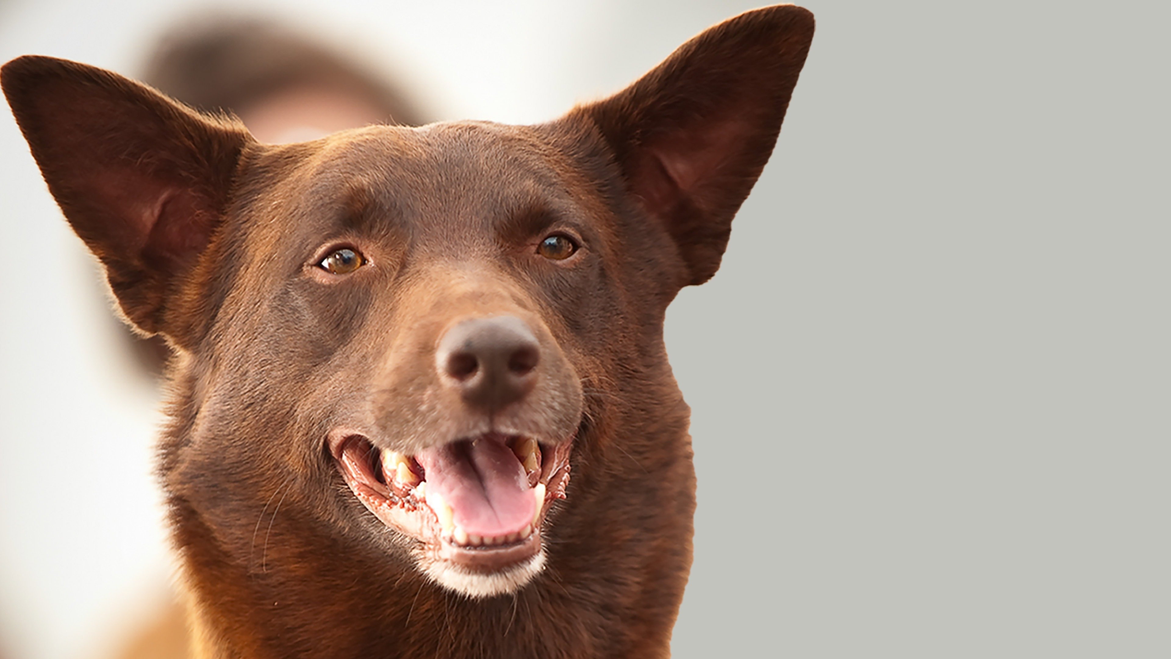 Koko: A Red Dog Story scene photo