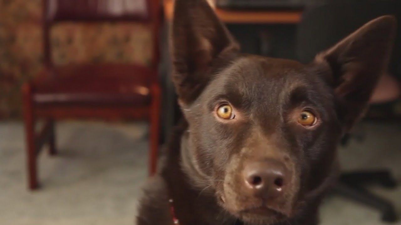 Koko: A Red Dog Story scene photo