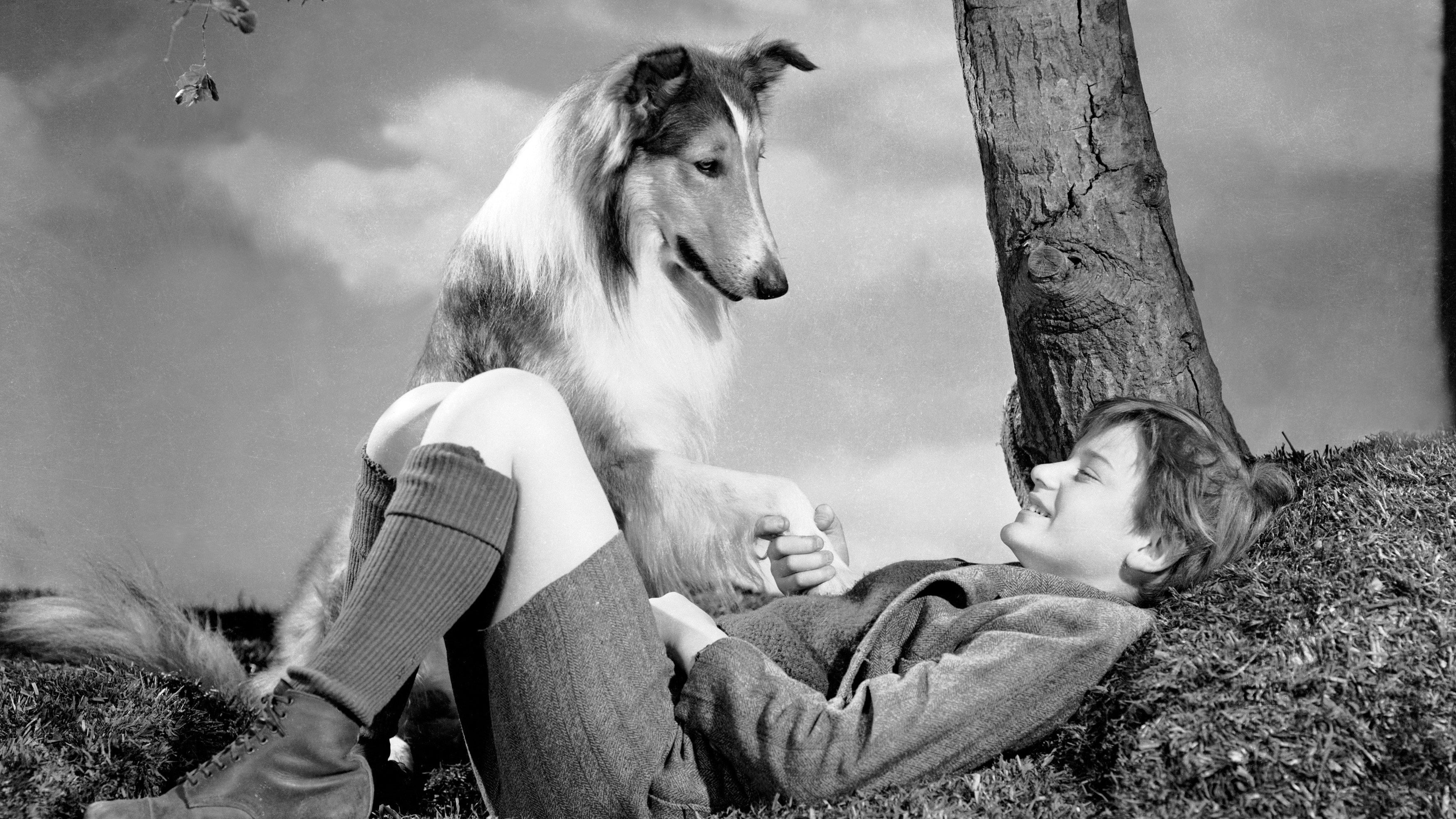 Lassie Come Home scene photo