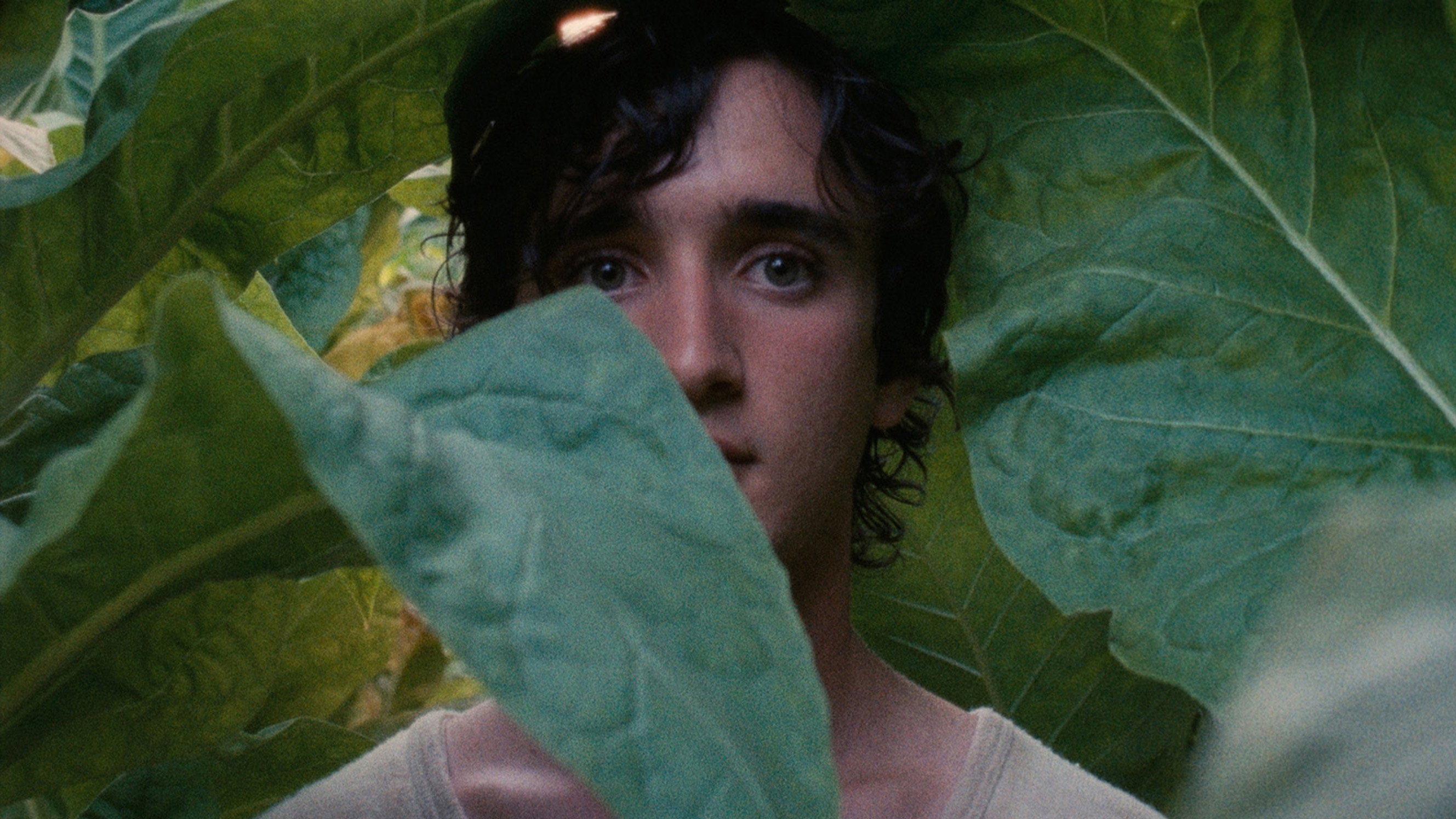 Lazzaro felice scene photo