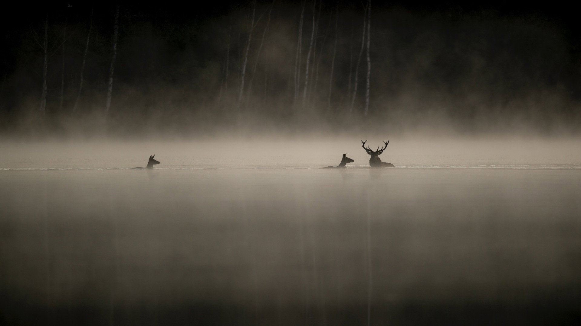 Le chant des forêts scene photo