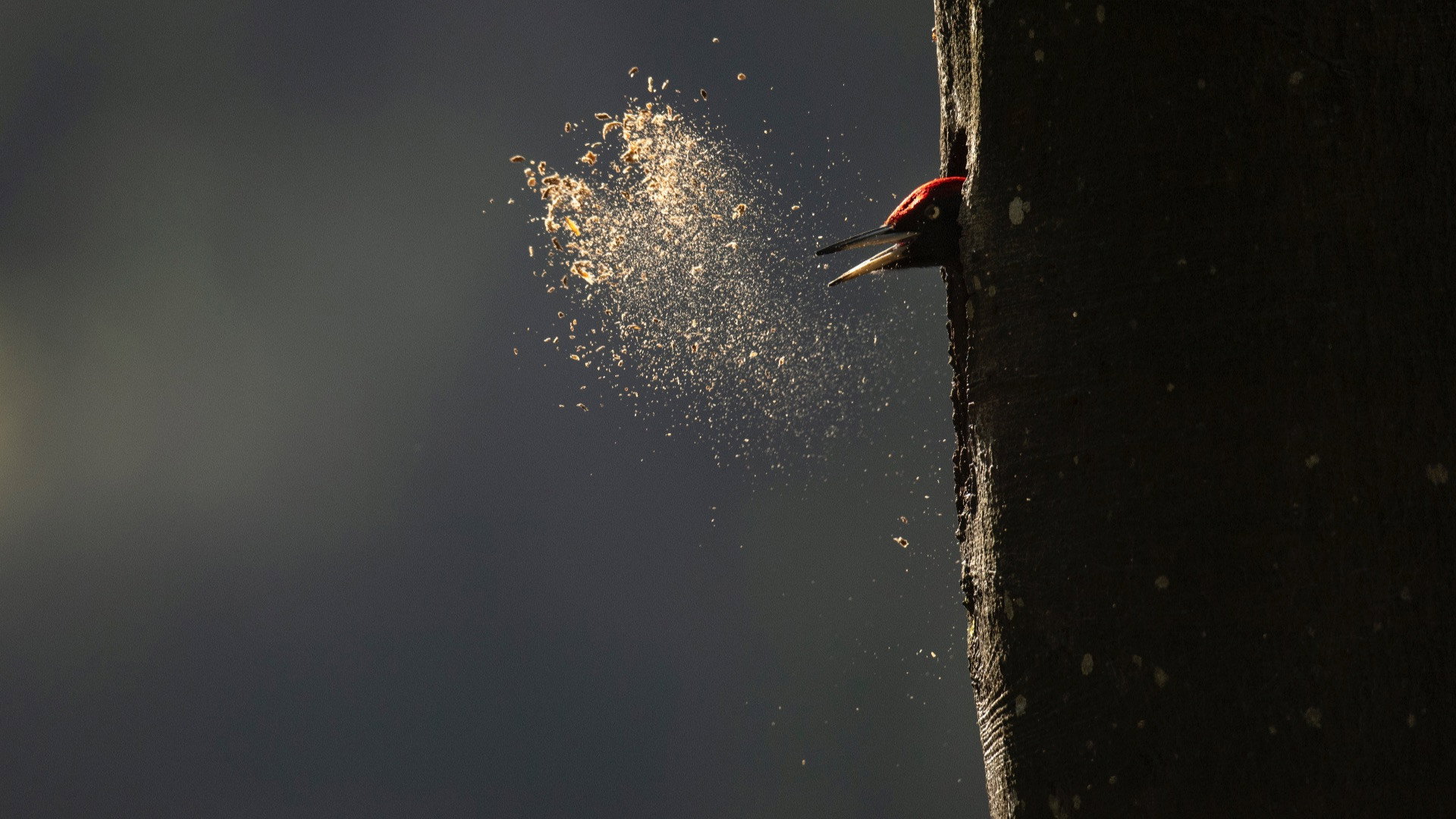 Le chant des forêts scene photo