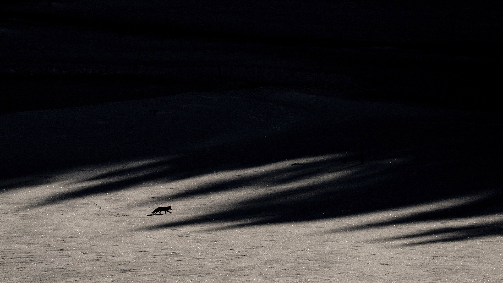 Le chant des forêts scene photo