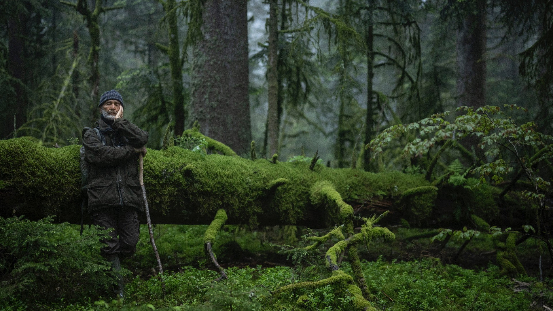 Le chant des forêts scene photo