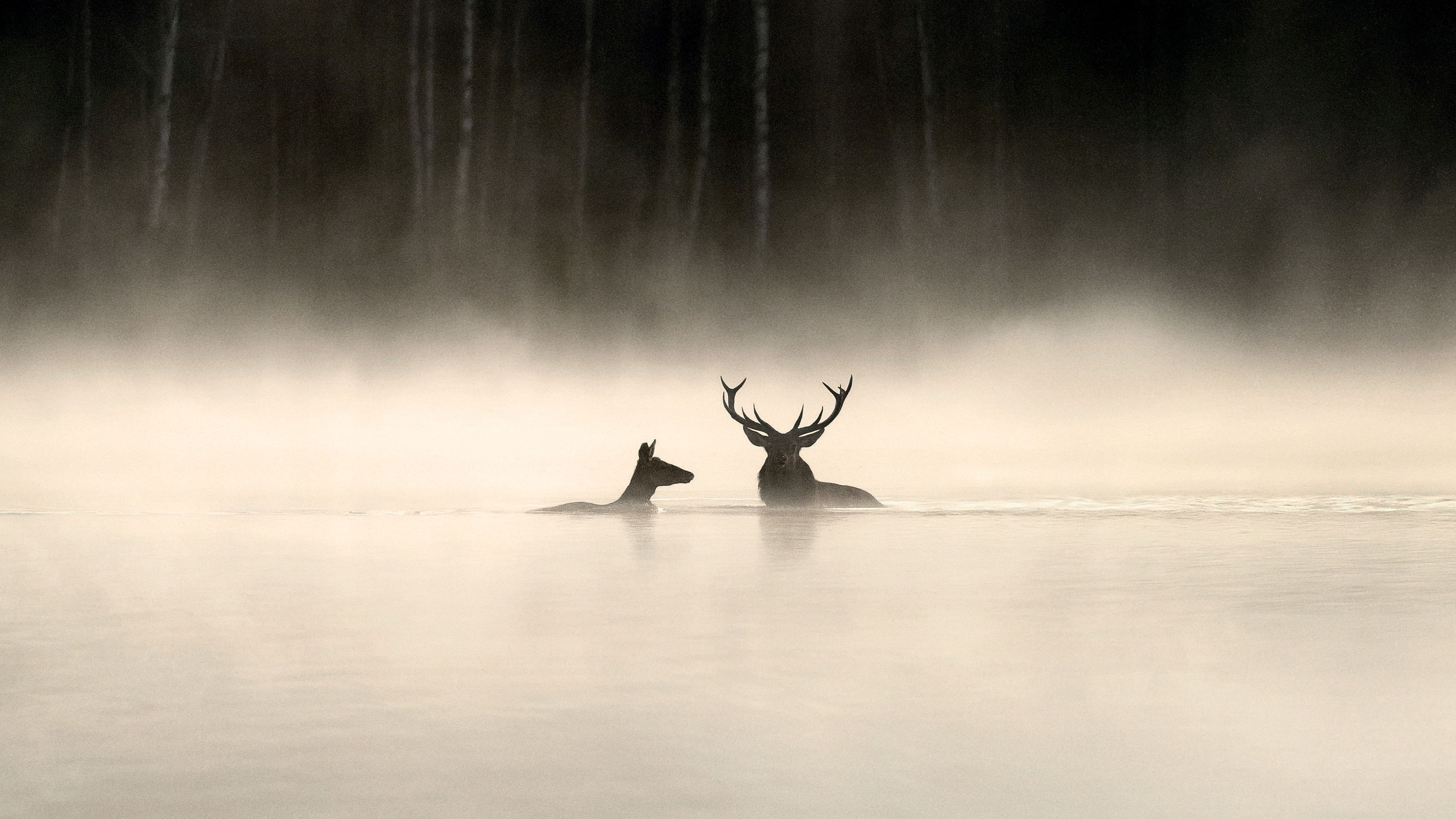 Le chant des forêts scene photo