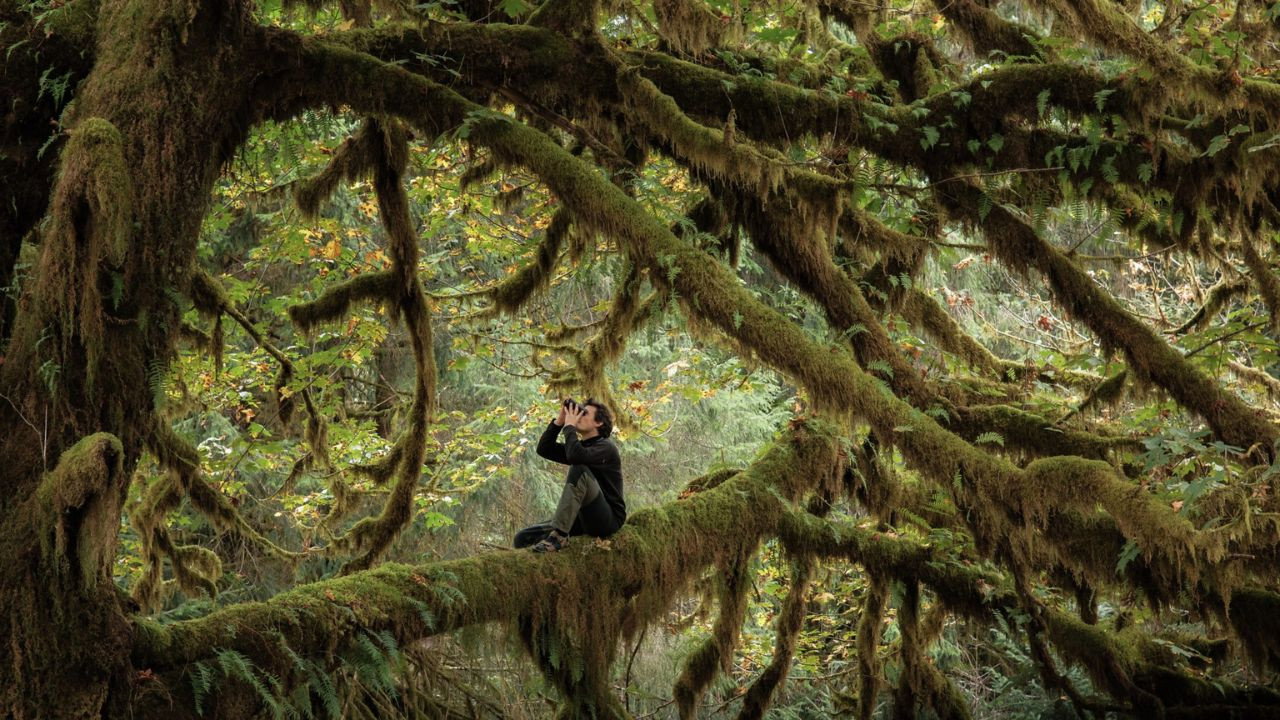 Le chant des forêts scene photo