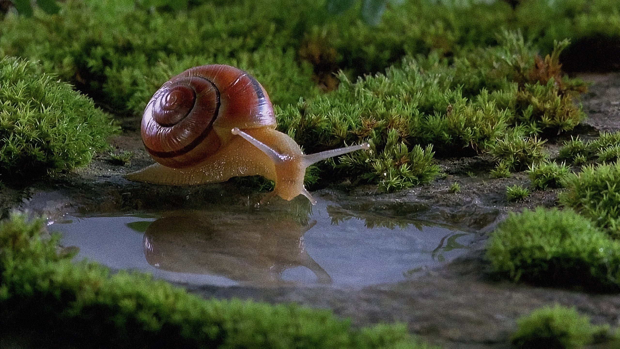 Microcosmos: Le peuple de l'herbe scene photo