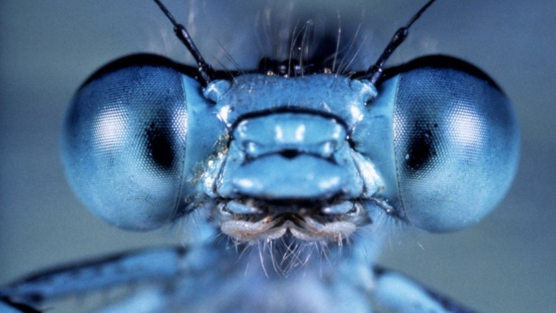 Microcosmos: Le peuple de l'herbe scene photo