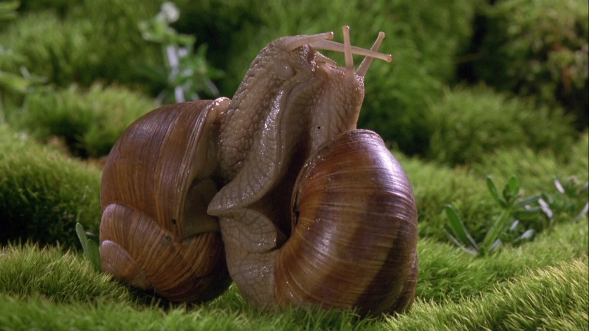 Microcosmos: Le peuple de l'herbe scene photo