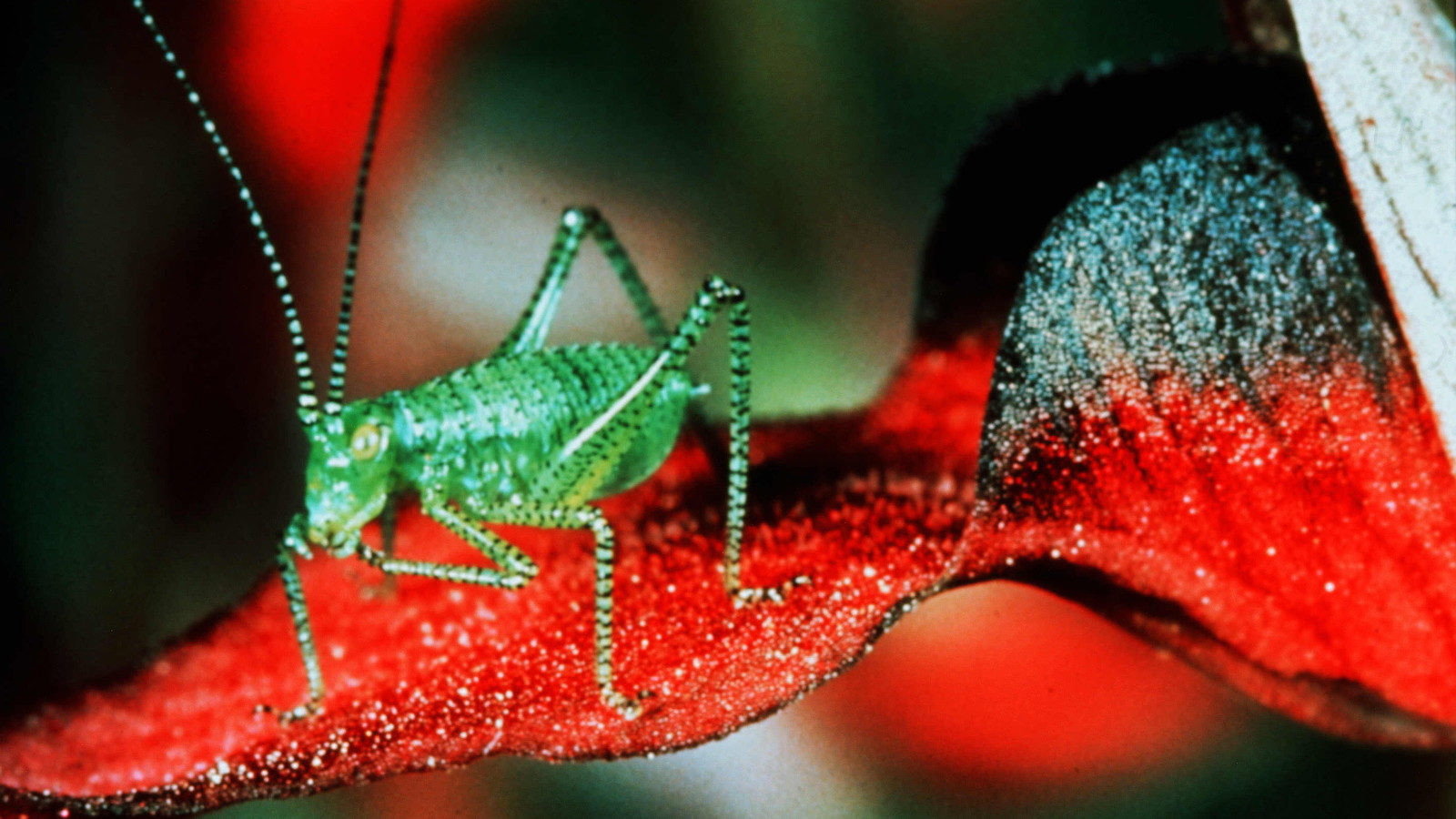 Microcosmos: Le peuple de l'herbe scene photo
