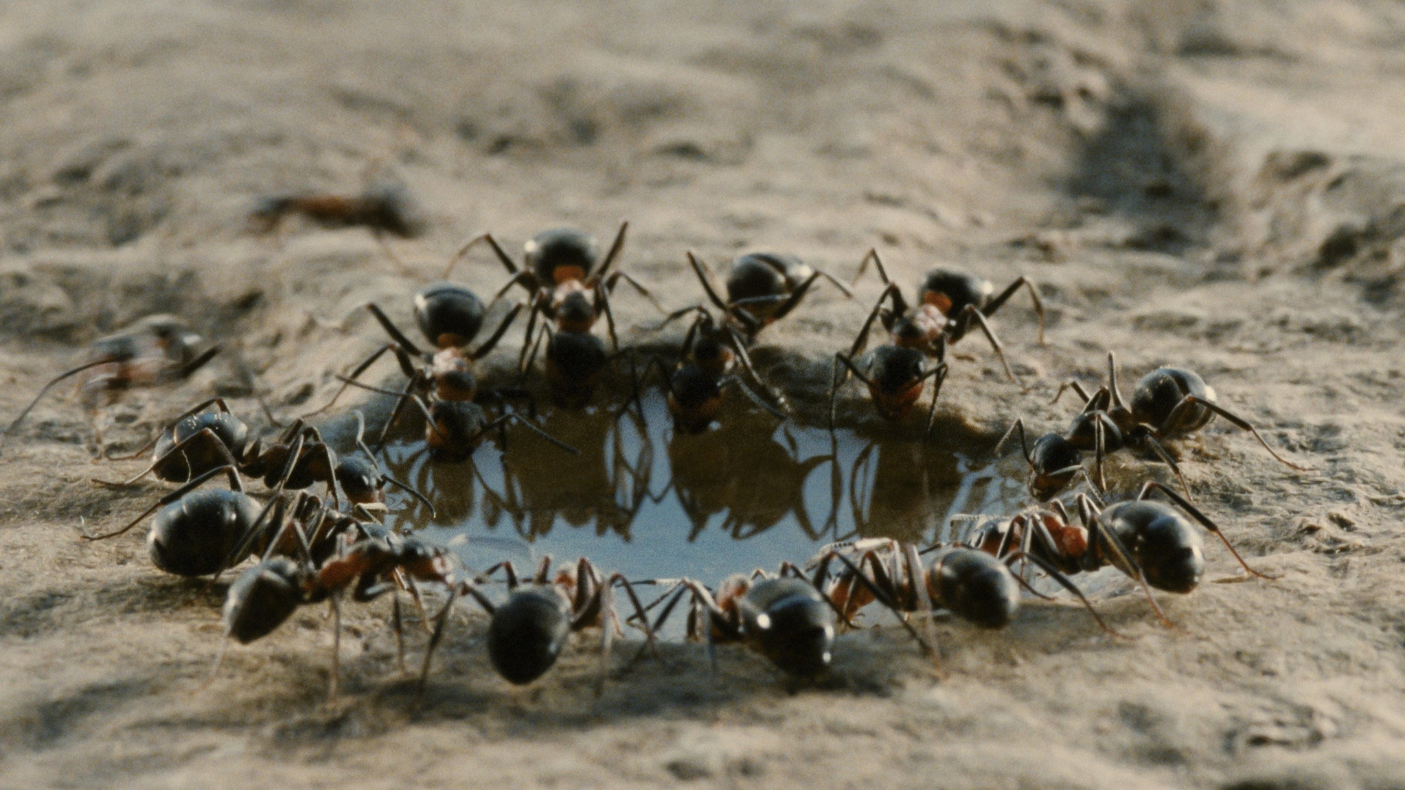 Microcosmos: Le peuple de l'herbe scene photo