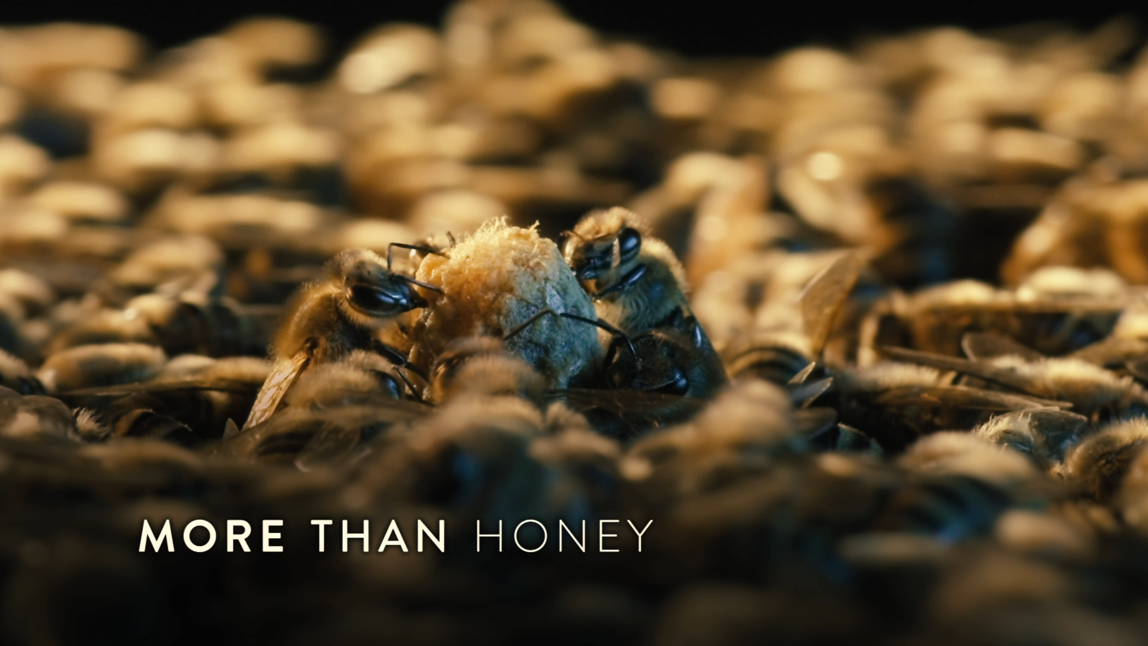 More Than Honey scene photo