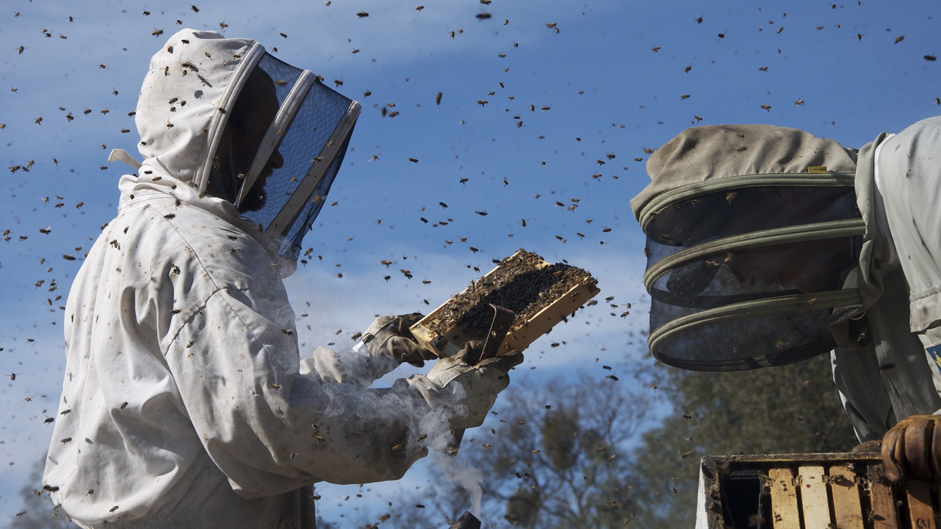 More Than Honey scene photo