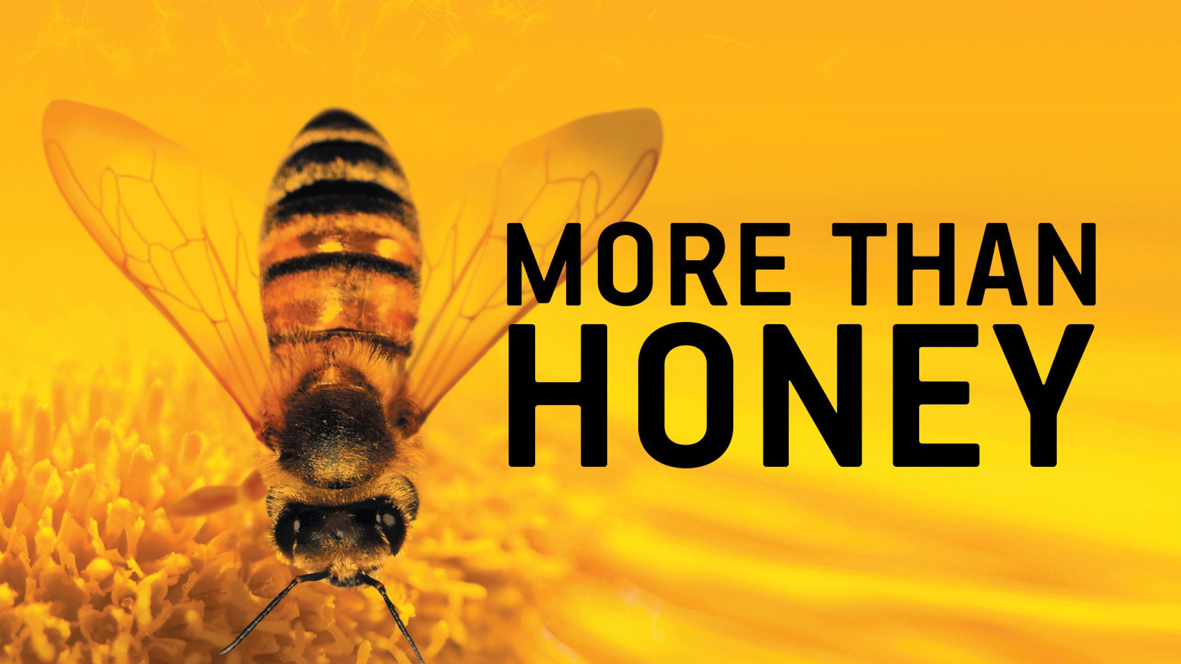 More Than Honey scene photo