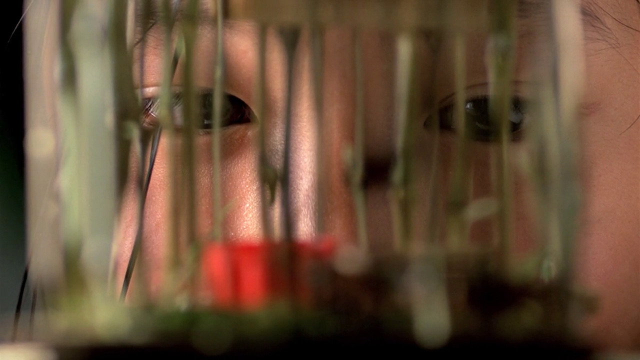 Mùi du du xanh scene photo