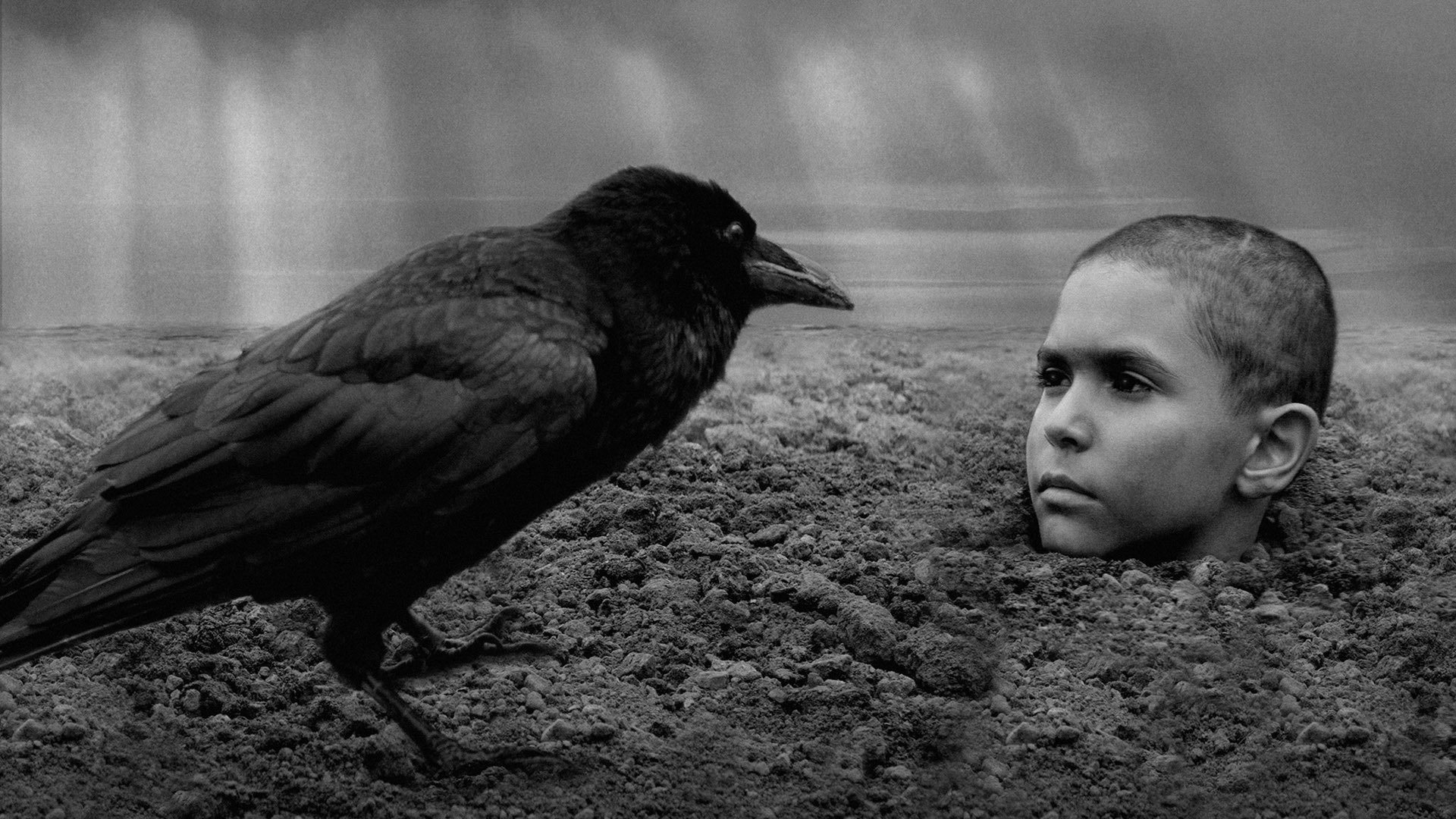 Nabarvené ptáce scene photo