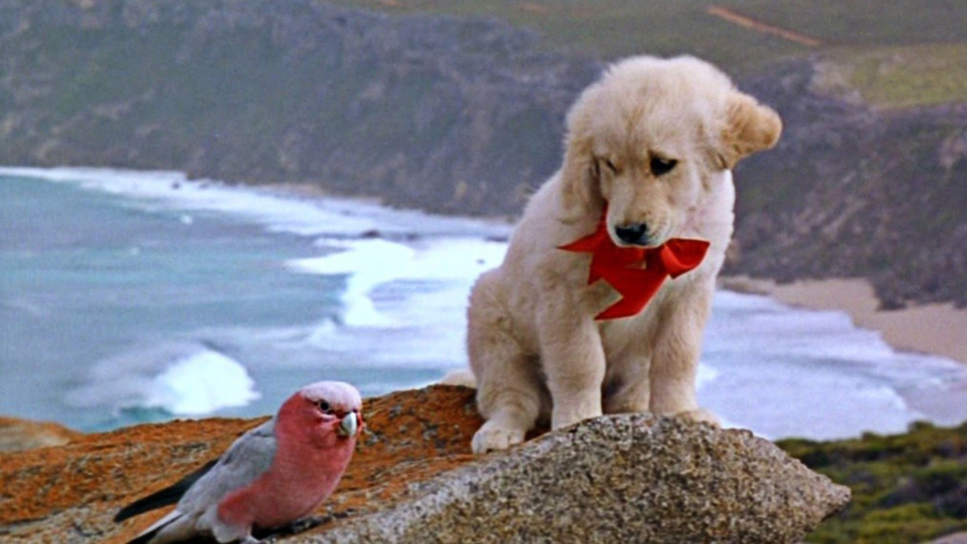 Napoleon scene photo