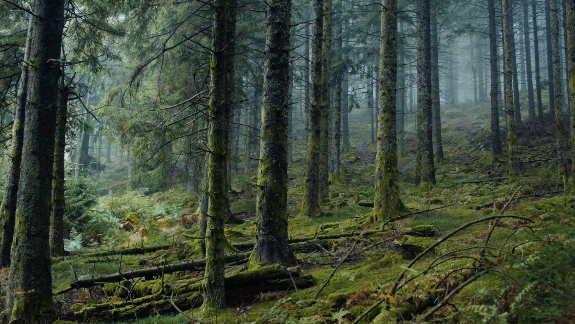 Perdrix scene photo