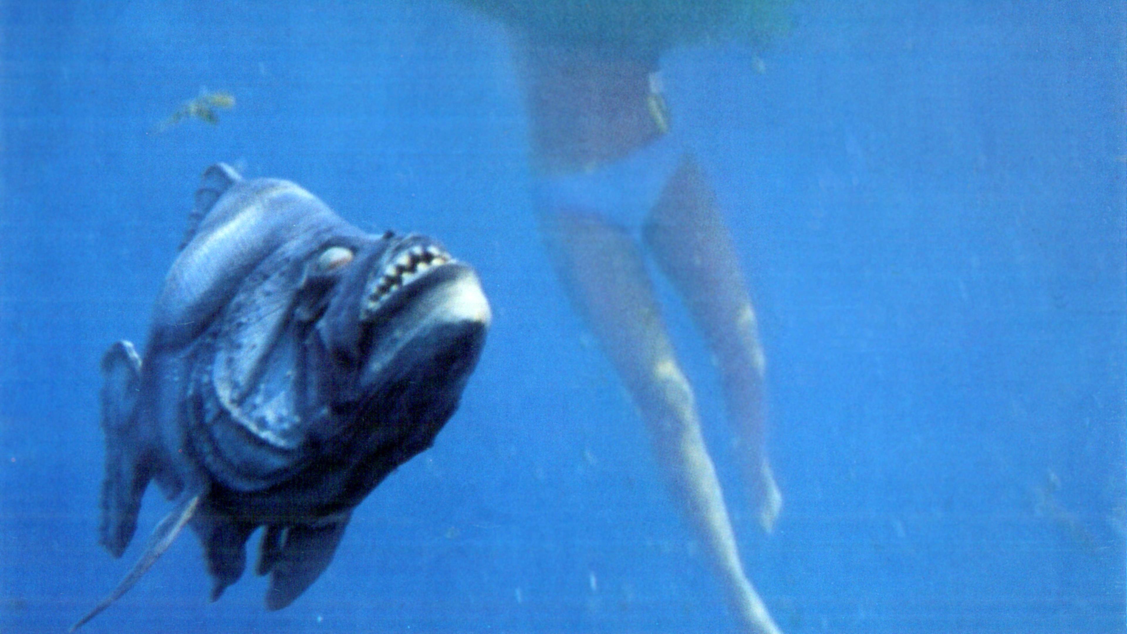 Piranha scene photo