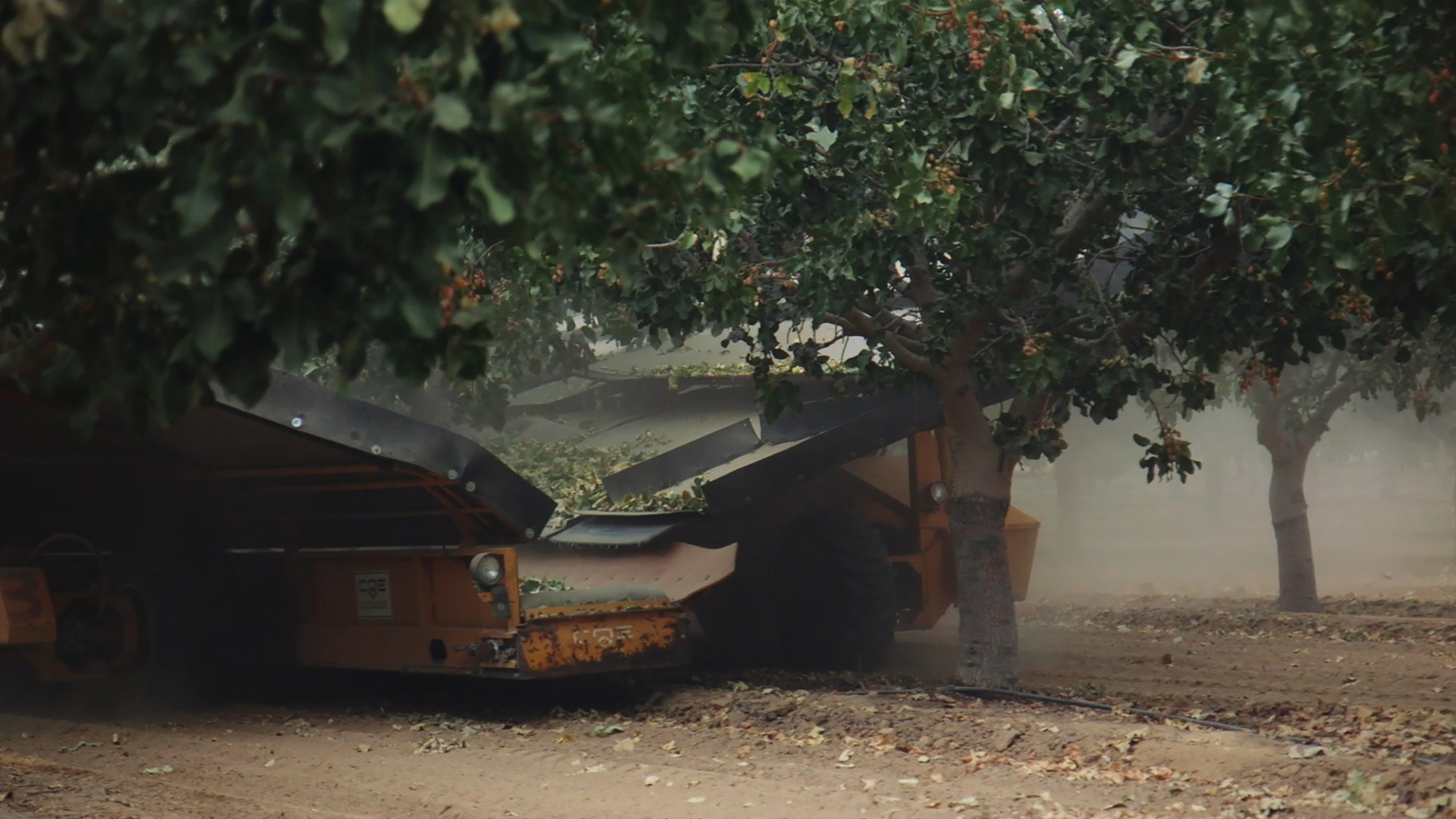 Pistachio Wars scene photo