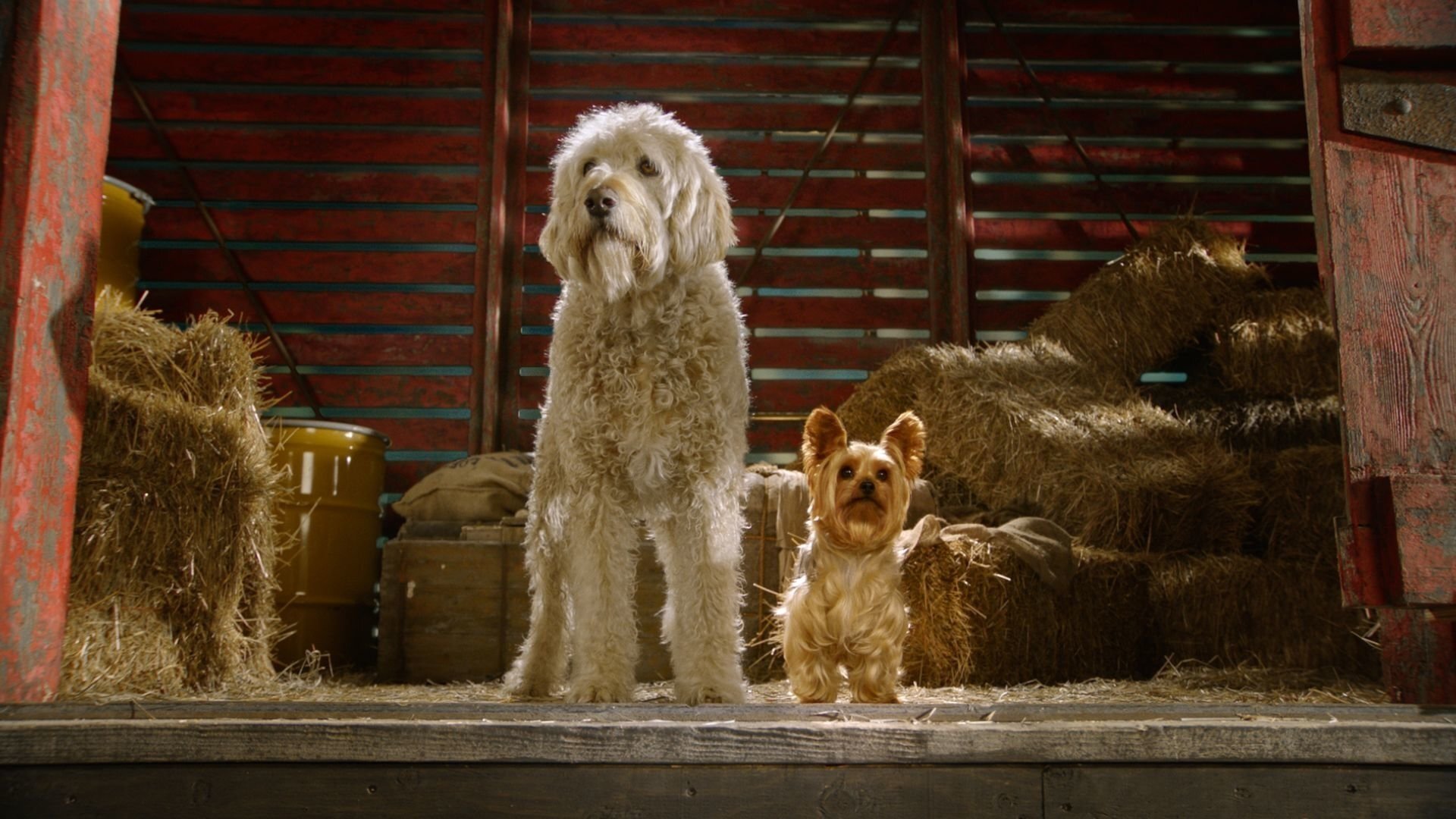 Pup Star scene photo